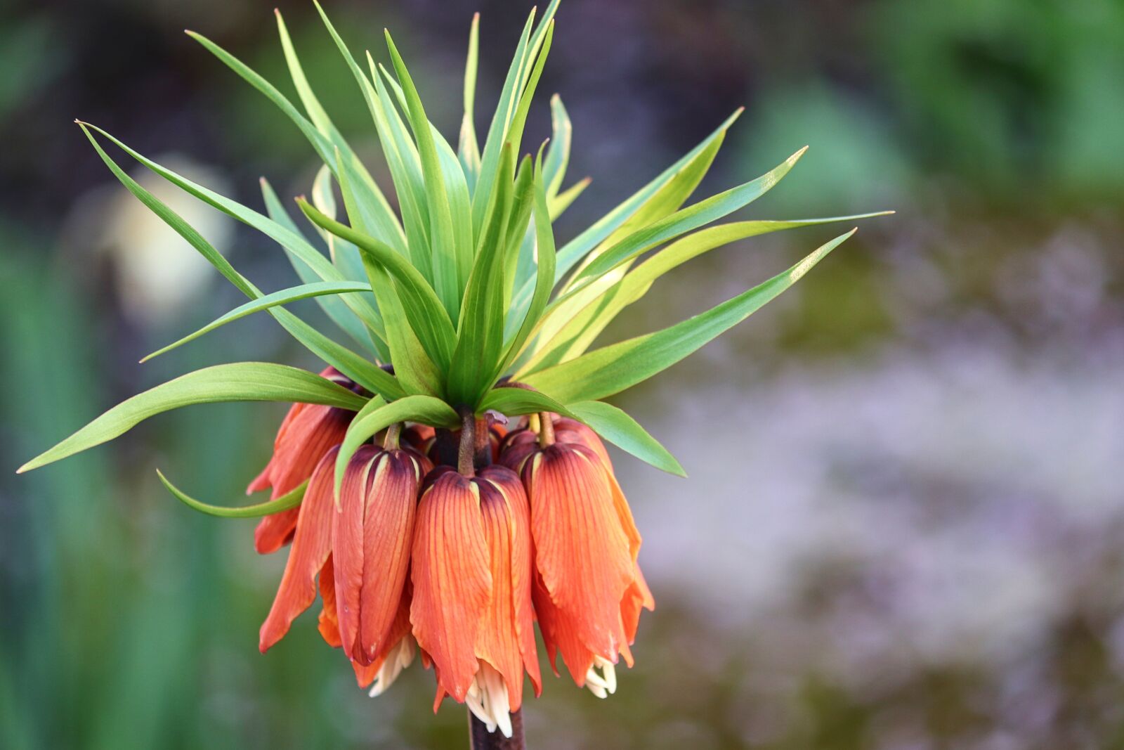 Canon EOS 200D (EOS Rebel SL2 / EOS Kiss X9) sample photo. Imperial crown, red, fritillaria photography