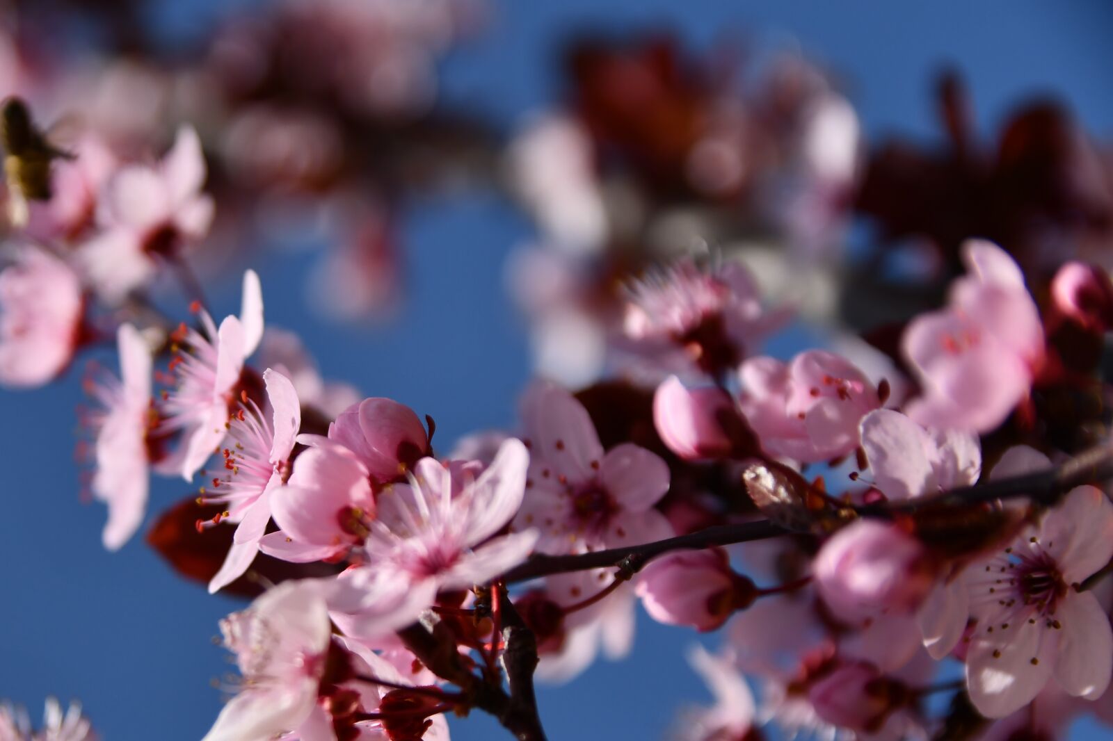 Nikon D7500 sample photo. Flower, spring, red plum photography
