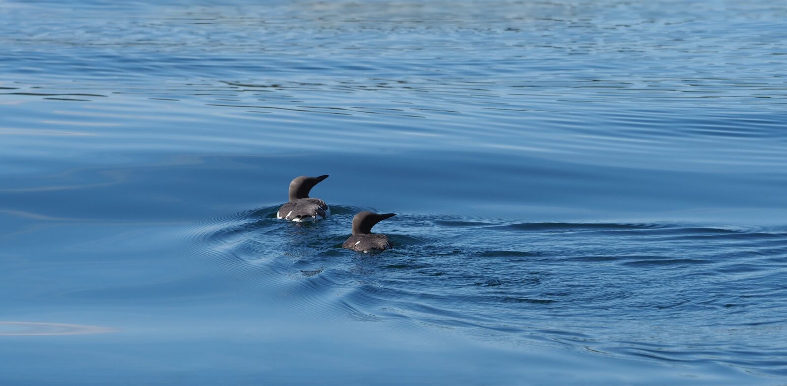 Olympus OM-D E-M1 Mark II + Olympus M.Zuiko Digital ED 40-150mm F2.8 Pro sample photo. Guillemot, pair, bird photography