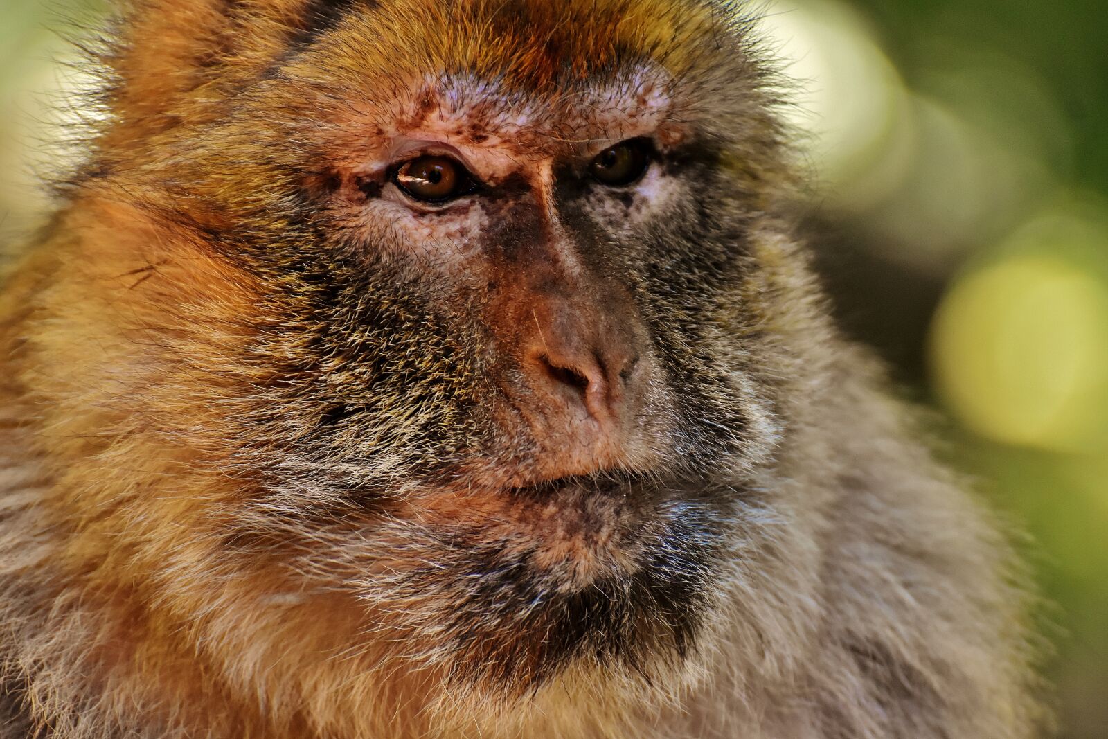 Nikon D7200 sample photo. Barbary ape, endangered species photography