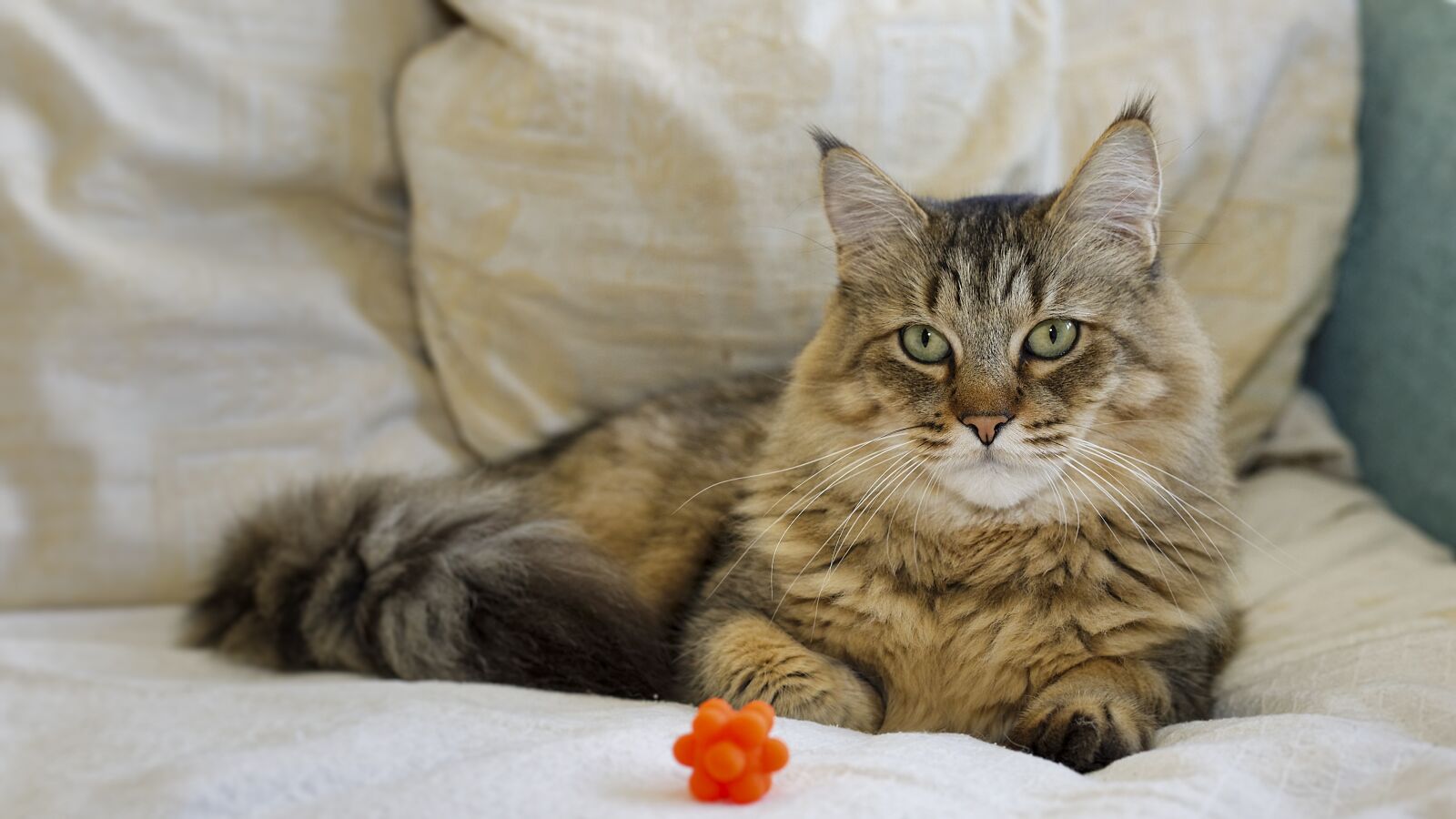 Canon EF 50mm F1.4 USM sample photo. Cat, pixie bob, cute photography