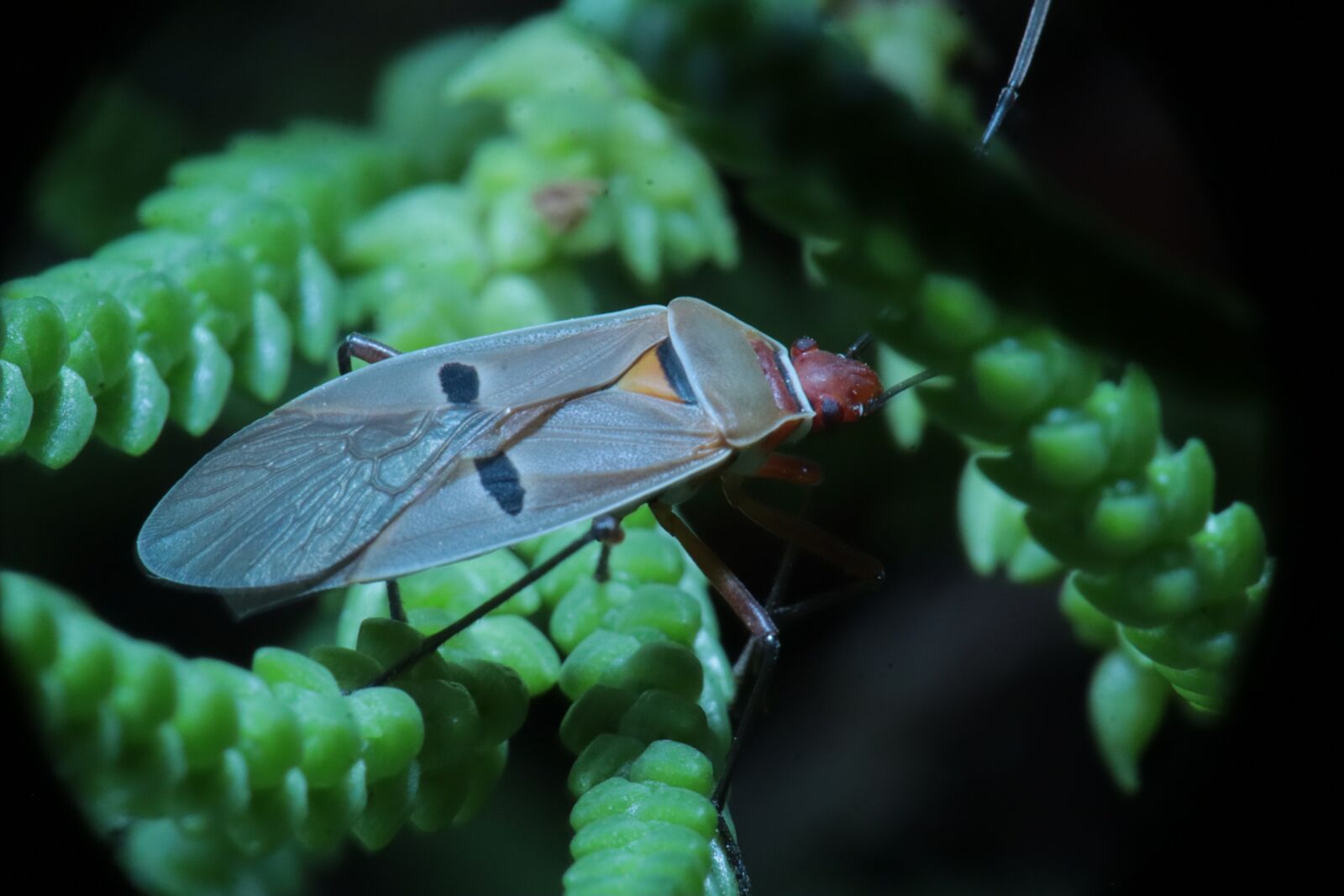 Canon EOS M50 (EOS Kiss M) sample photo. Insect, forest, garden photography