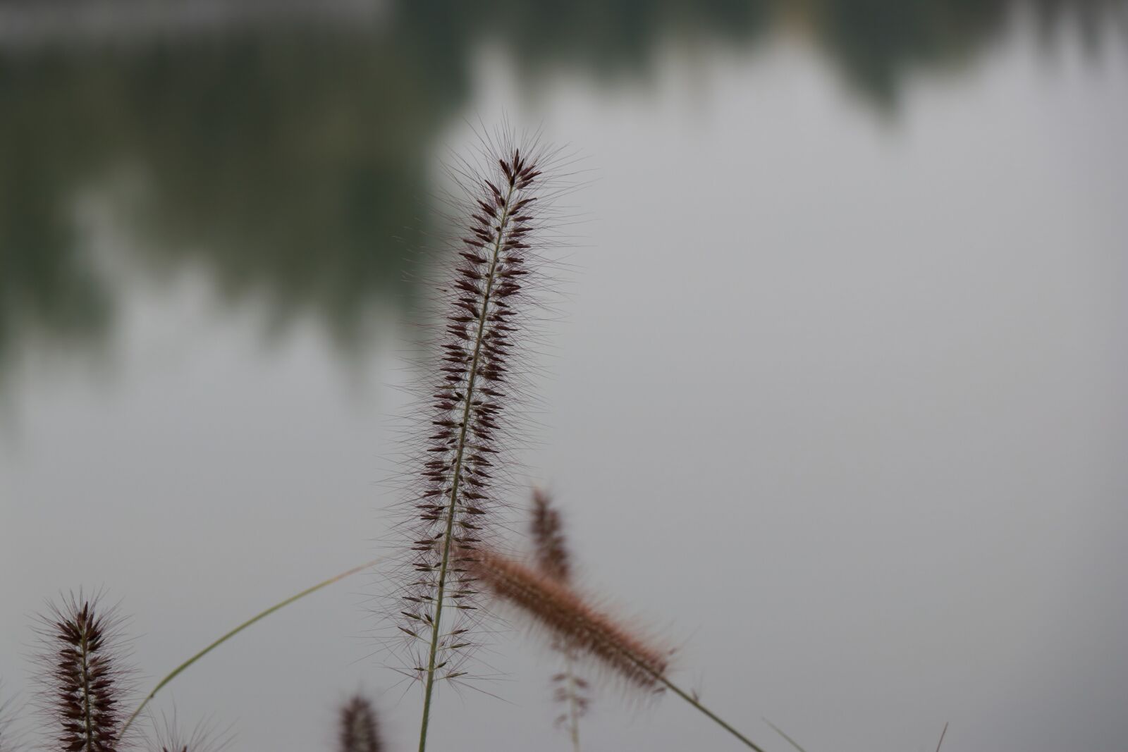 Canon EOS 80D sample photo. The water, reed, flower photography