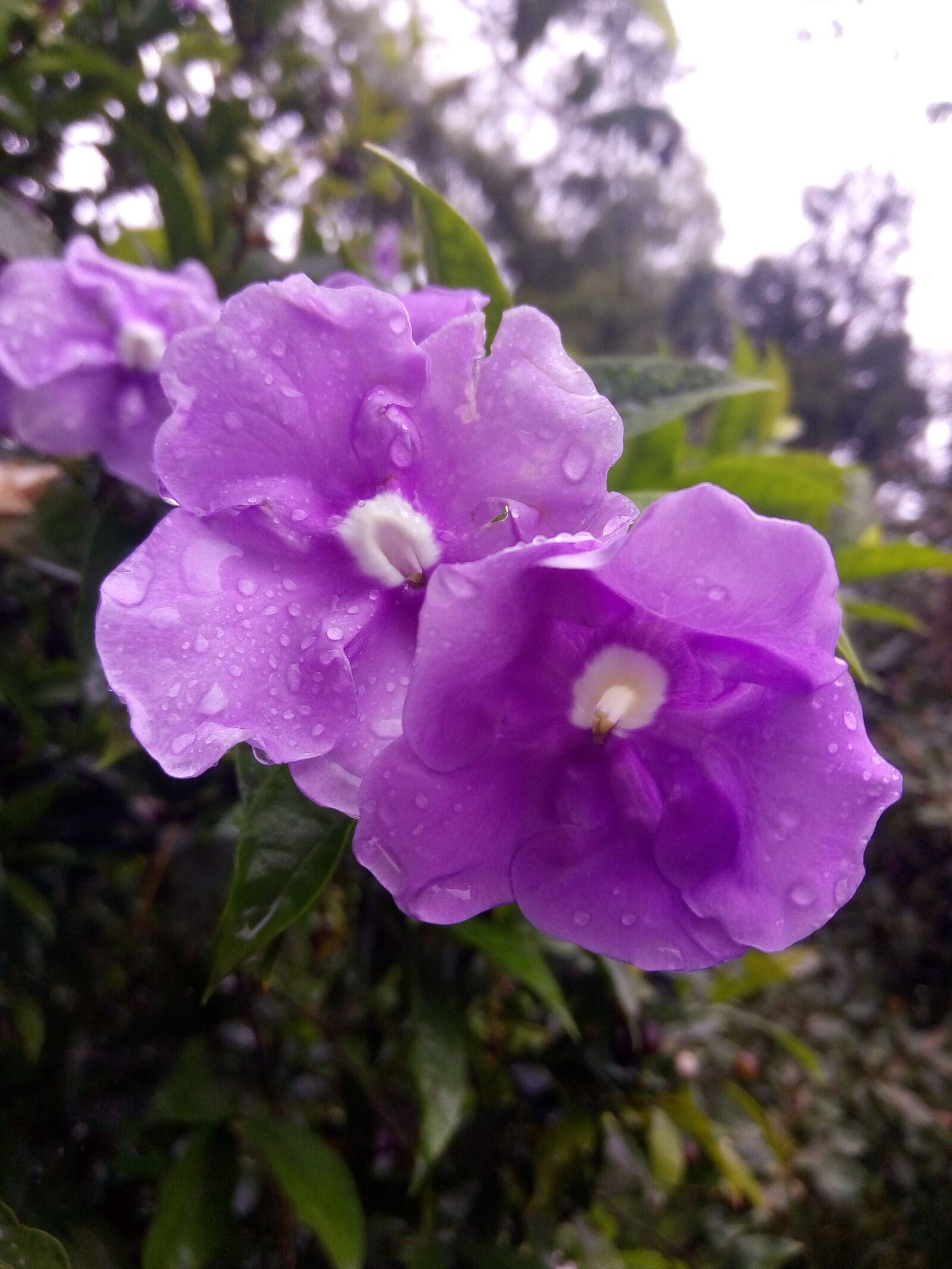 ASUS ZenFone 3 Max (ZC520TL) sample photo. Flower, lilac, purple photography