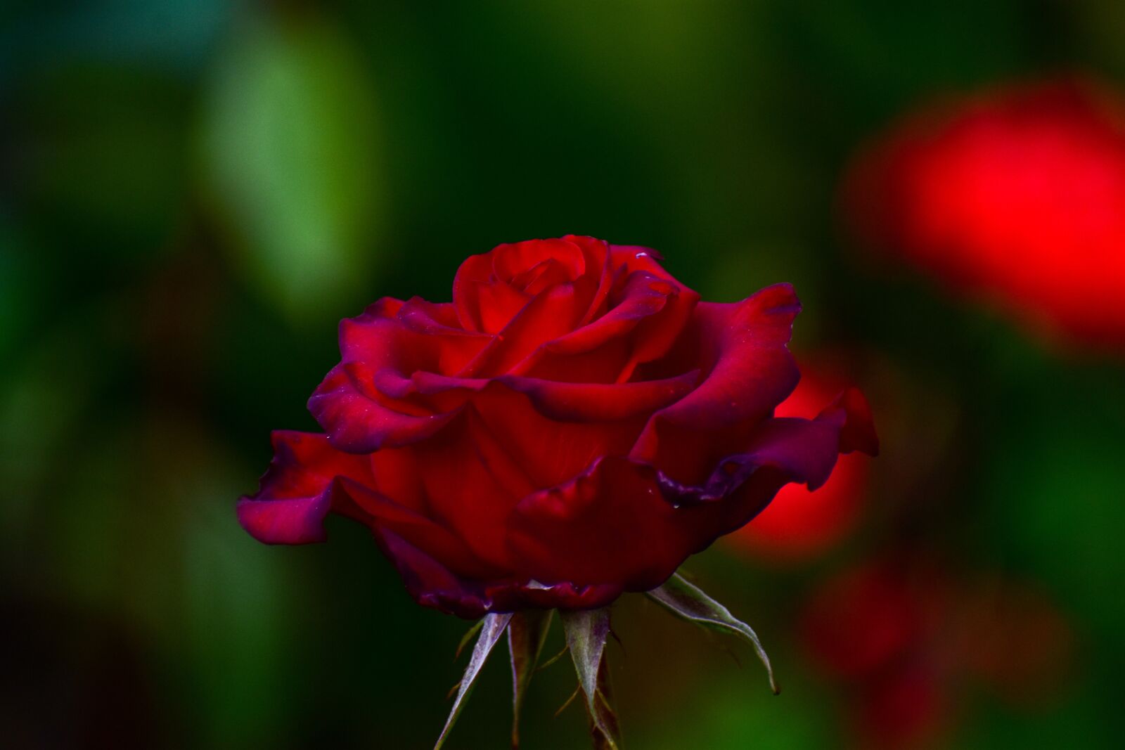 Nikon D3400 sample photo. Rosa, bella, flower photography