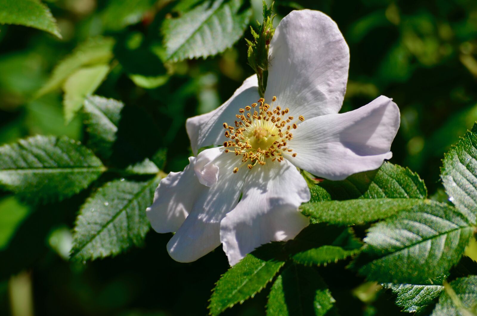 Nikon D5100 sample photo. Wood anemone, garden, flower photography
