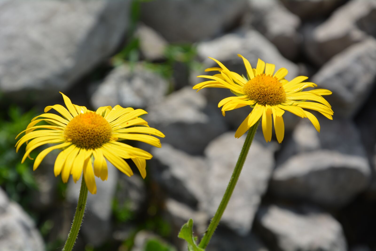Nikon D5200 sample photo. Flora, alpine, nature photography