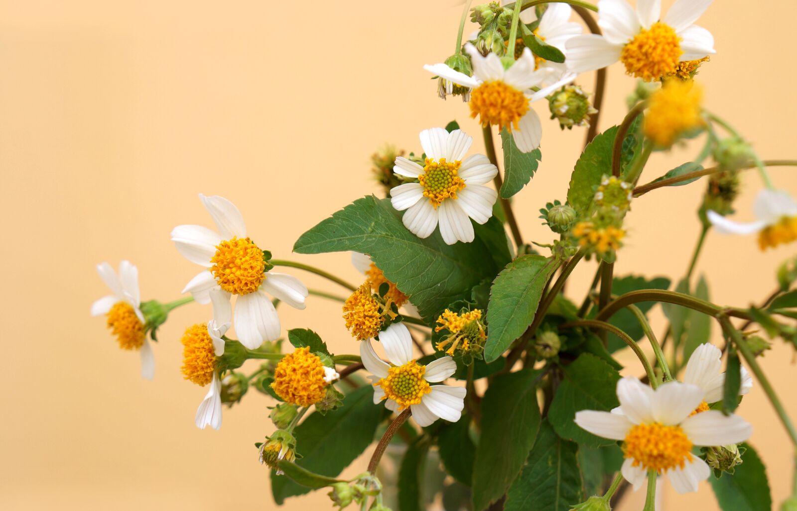 Sony Alpha NEX-F3 + Sony E 18-55mm F3.5-5.6 OSS sample photo. Natural, wildflowers, white flowers photography