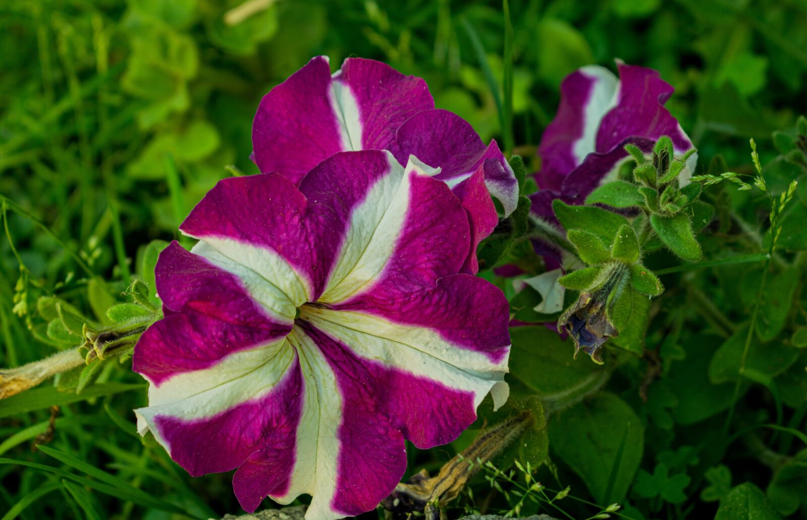 Nikon D3300 sample photo. Flower, flowers, nature photography