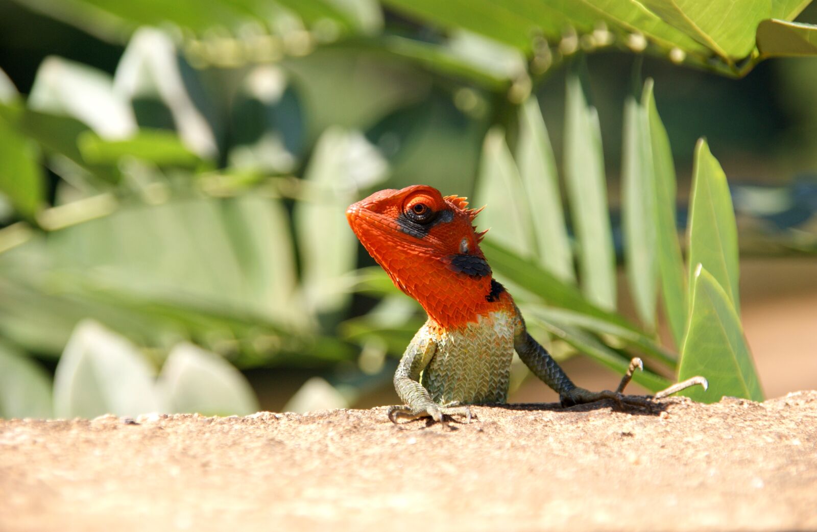 Sony Alpha DSLR-A350 sample photo. Nature, animals, birds photography