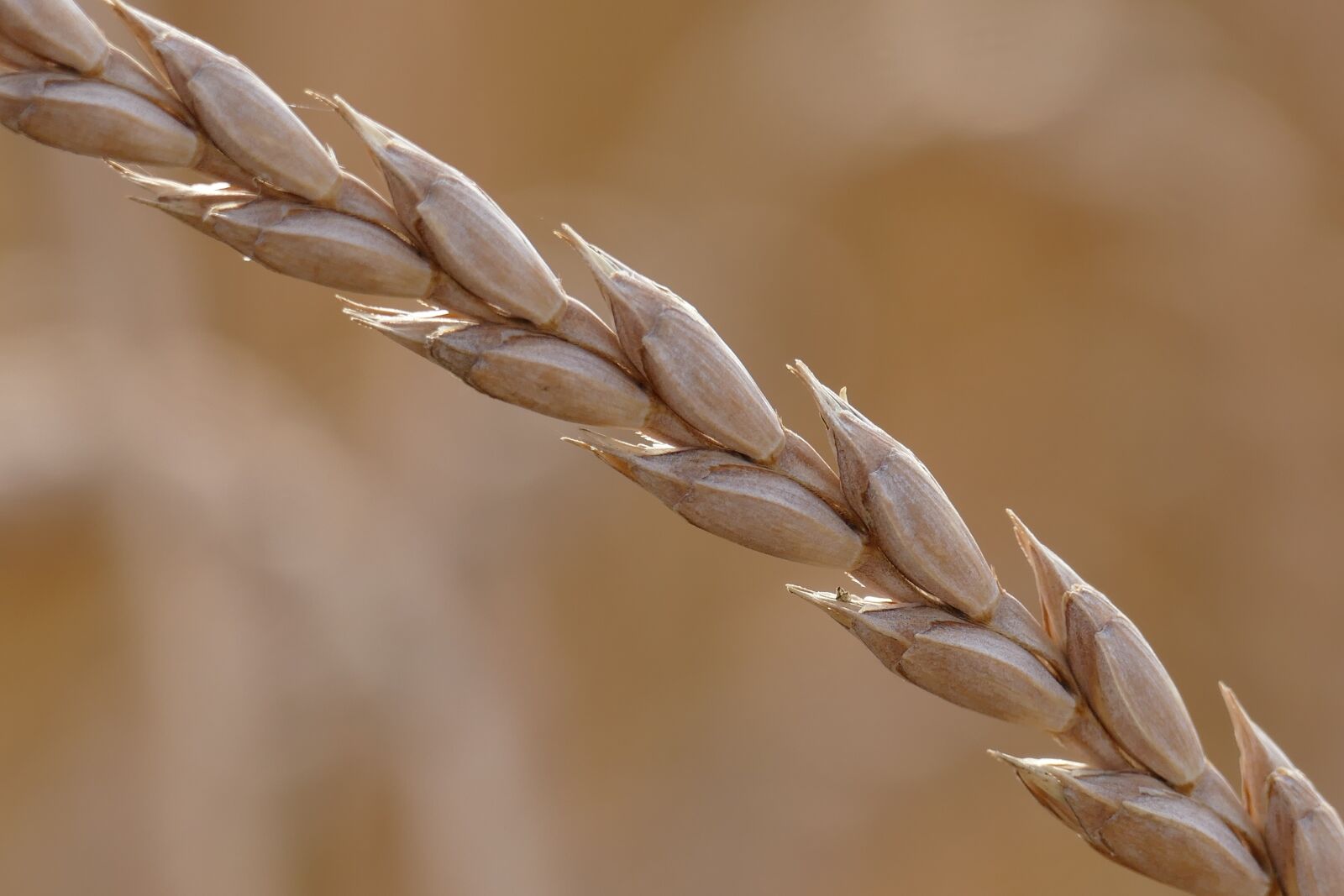 Panasonic Lumix DMC-FZ1000 sample photo. Spelt, triticum spelta, spelt photography