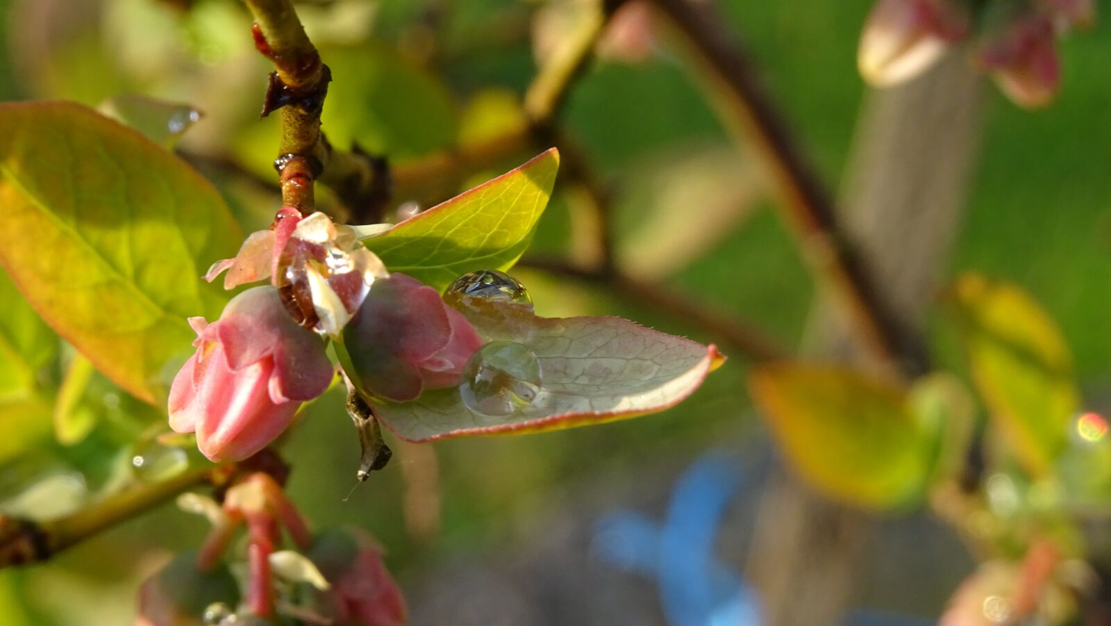 Sony DSC-HX60 sample photo. Dew, flower, blueberry flower photography