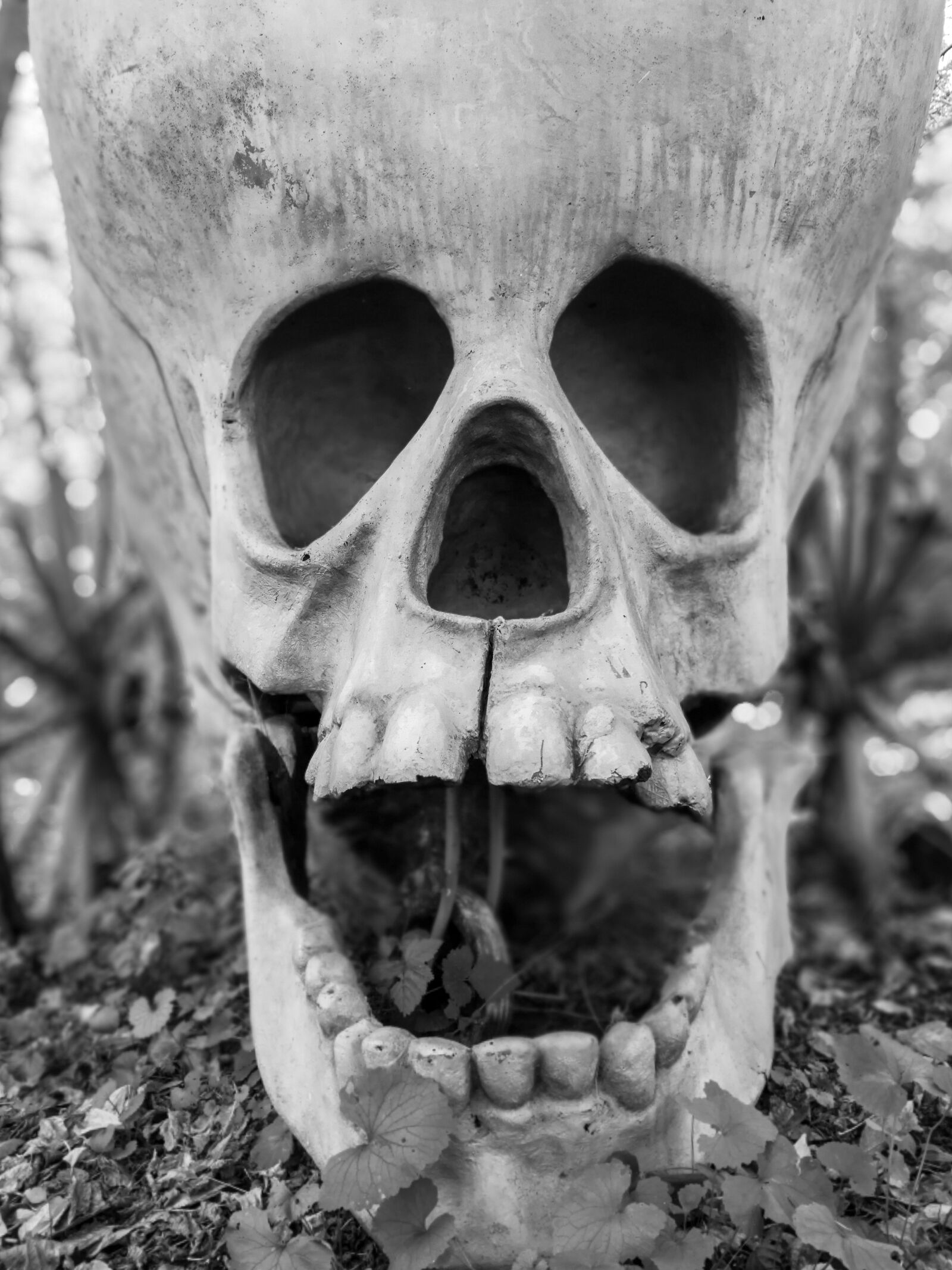 HUAWEI P10 Plus sample photo. Death, skull photography