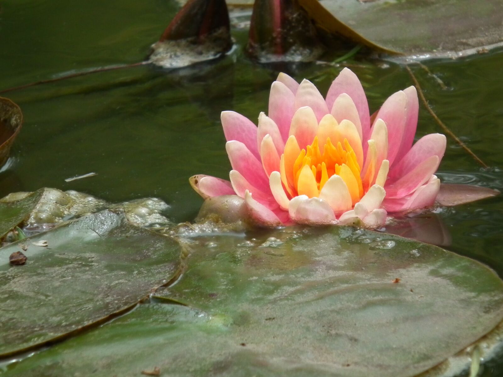 FujiFilm FinePix HS10 (FinePix HS11) sample photo. Water lily, zen, meditation photography