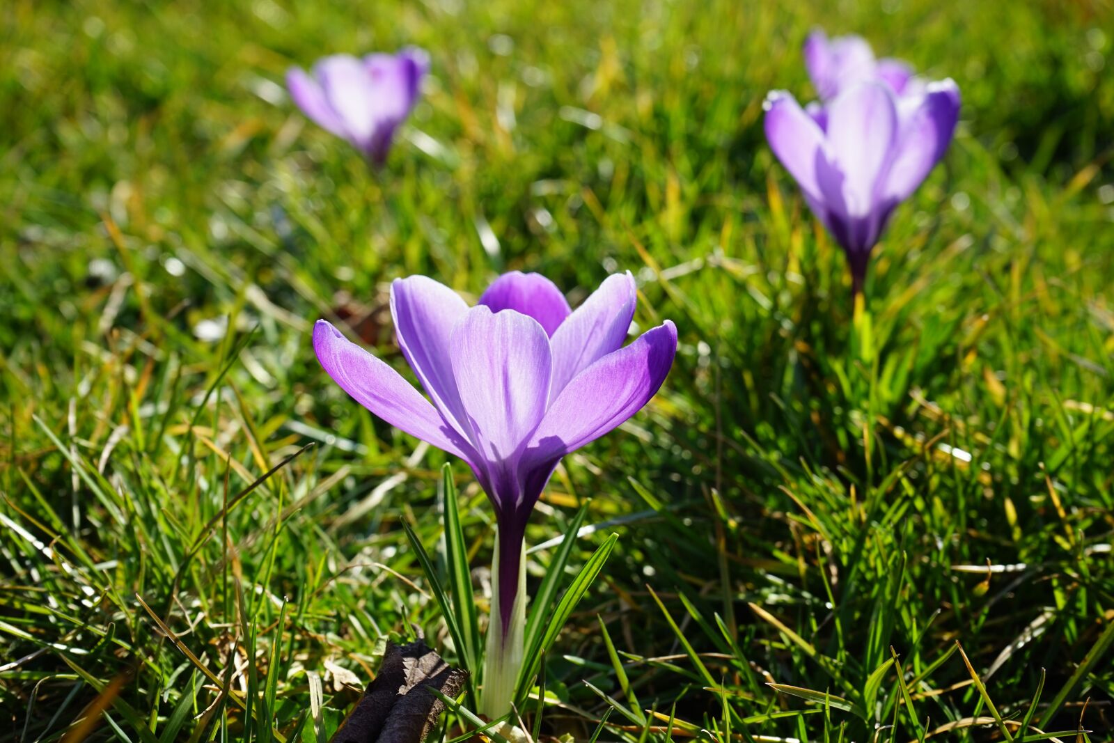 Sony a7 + Sony FE 28-70mm F3.5-5.6 OSS sample photo. Crocus, flowers, plant photography