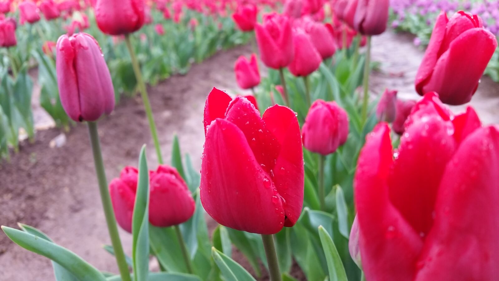 Samsung Galaxy S5 sample photo. Flower, flowers, red, flowers photography
