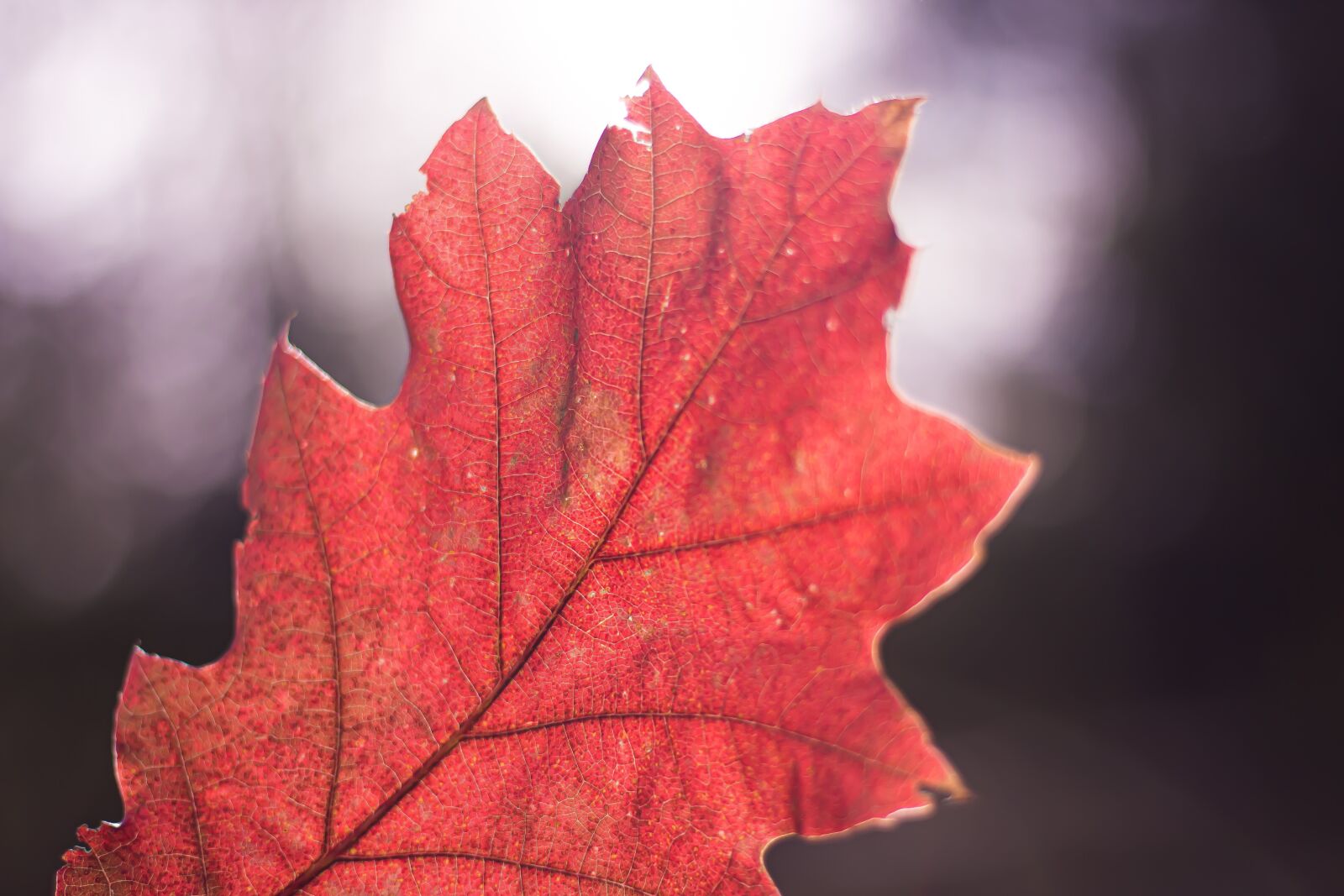 Canon EOS 700D (EOS Rebel T5i / EOS Kiss X7i) + Canon EF 50mm F1.8 STM sample photo. Autumn, leaf, leaf veins photography