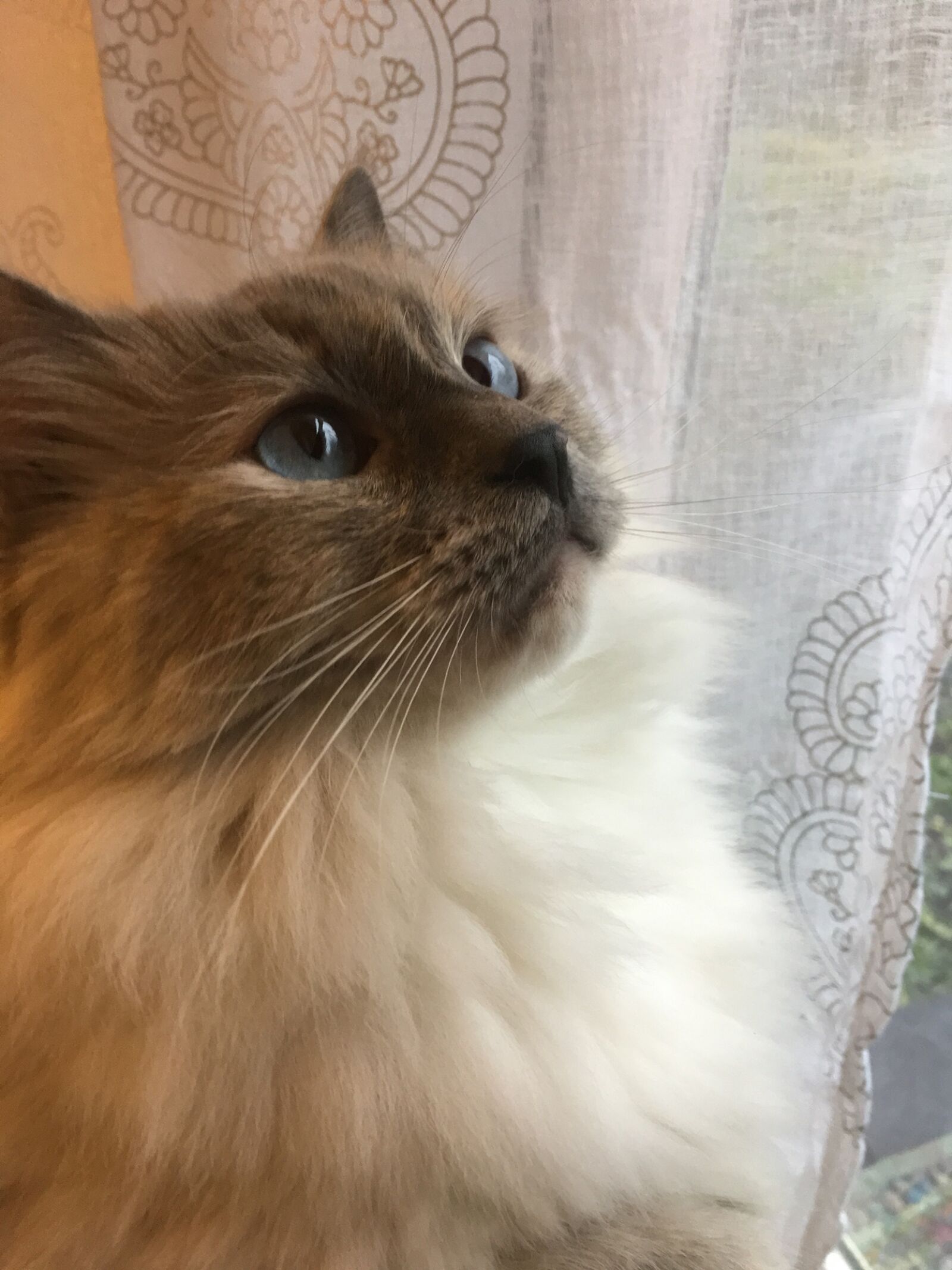 Apple iPhone 6s sample photo. Cat, pets, kitten photography