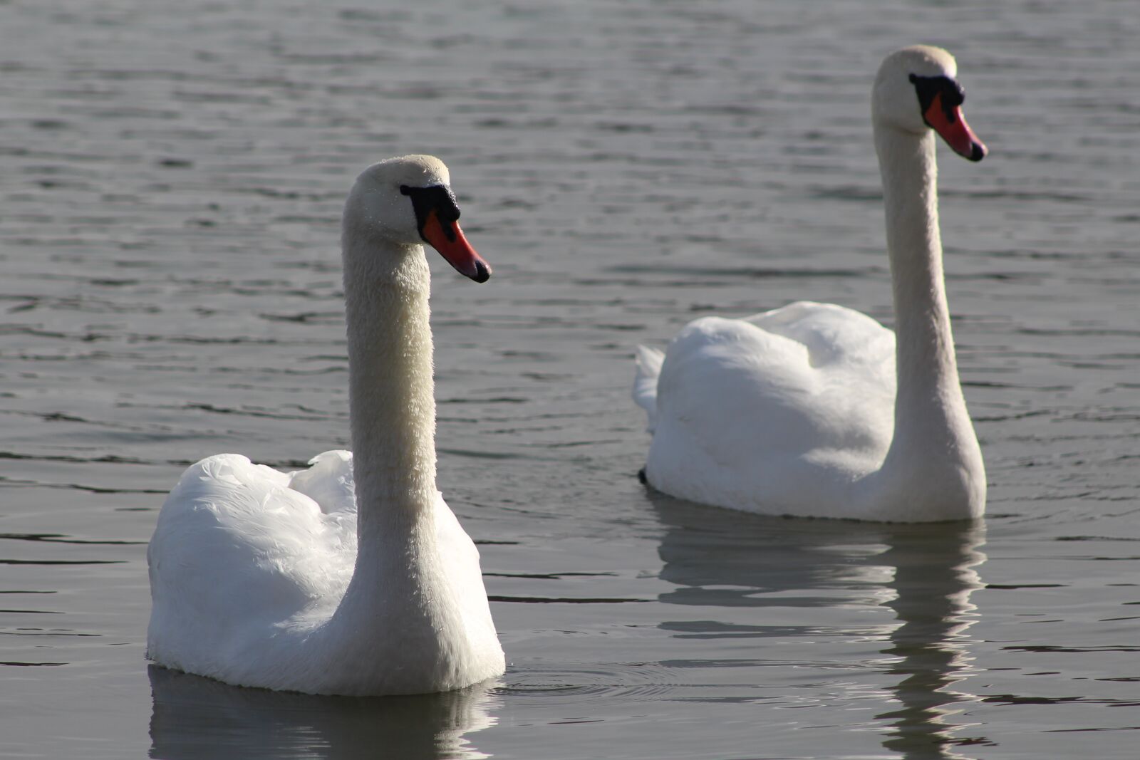Canon EF75-300mm f/4-5.6 sample photo. Nature, birds, swan photography