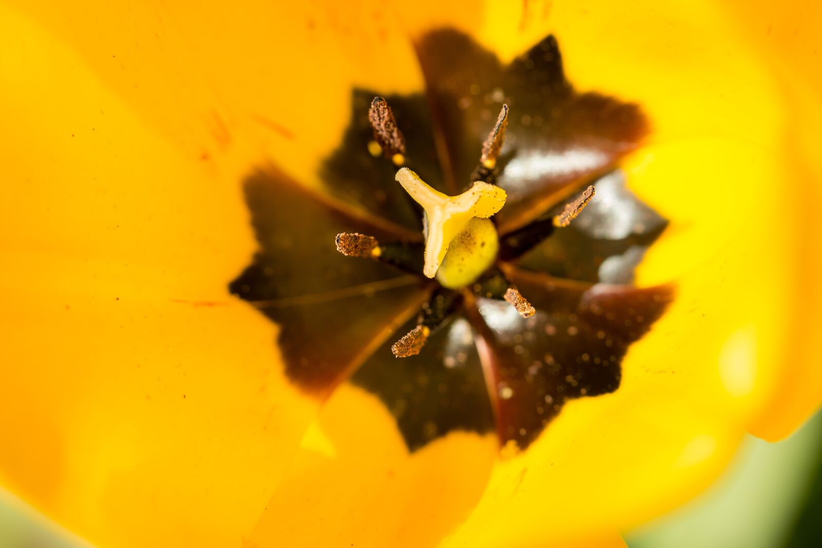 Samsung NX300M sample photo. Tulip, blossom, bloom photography