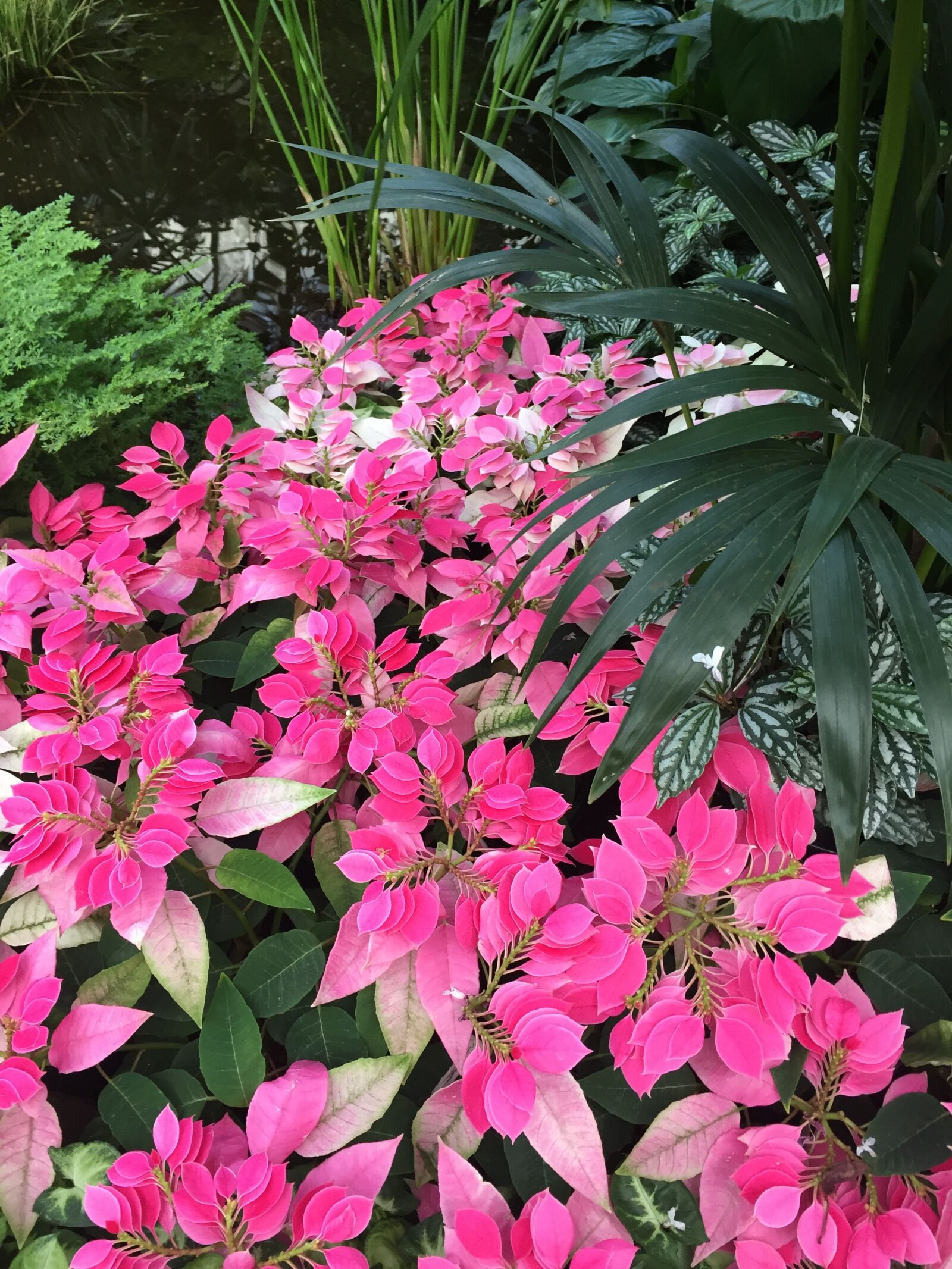 Apple iPhone 6 sample photo. Colour, flowers, nature photography