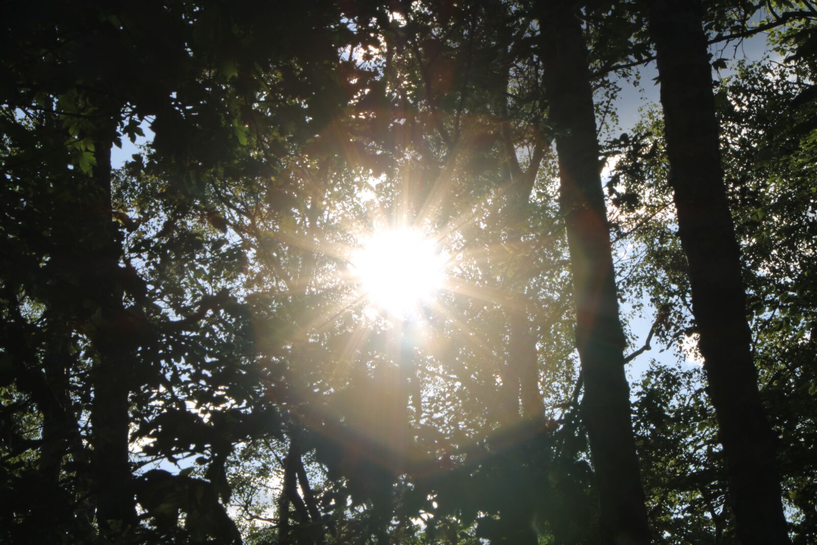 Canon EOS 2000D (EOS Rebel T7 / EOS Kiss X90 / EOS 1500D) sample photo. Weather, sunny, nature photography