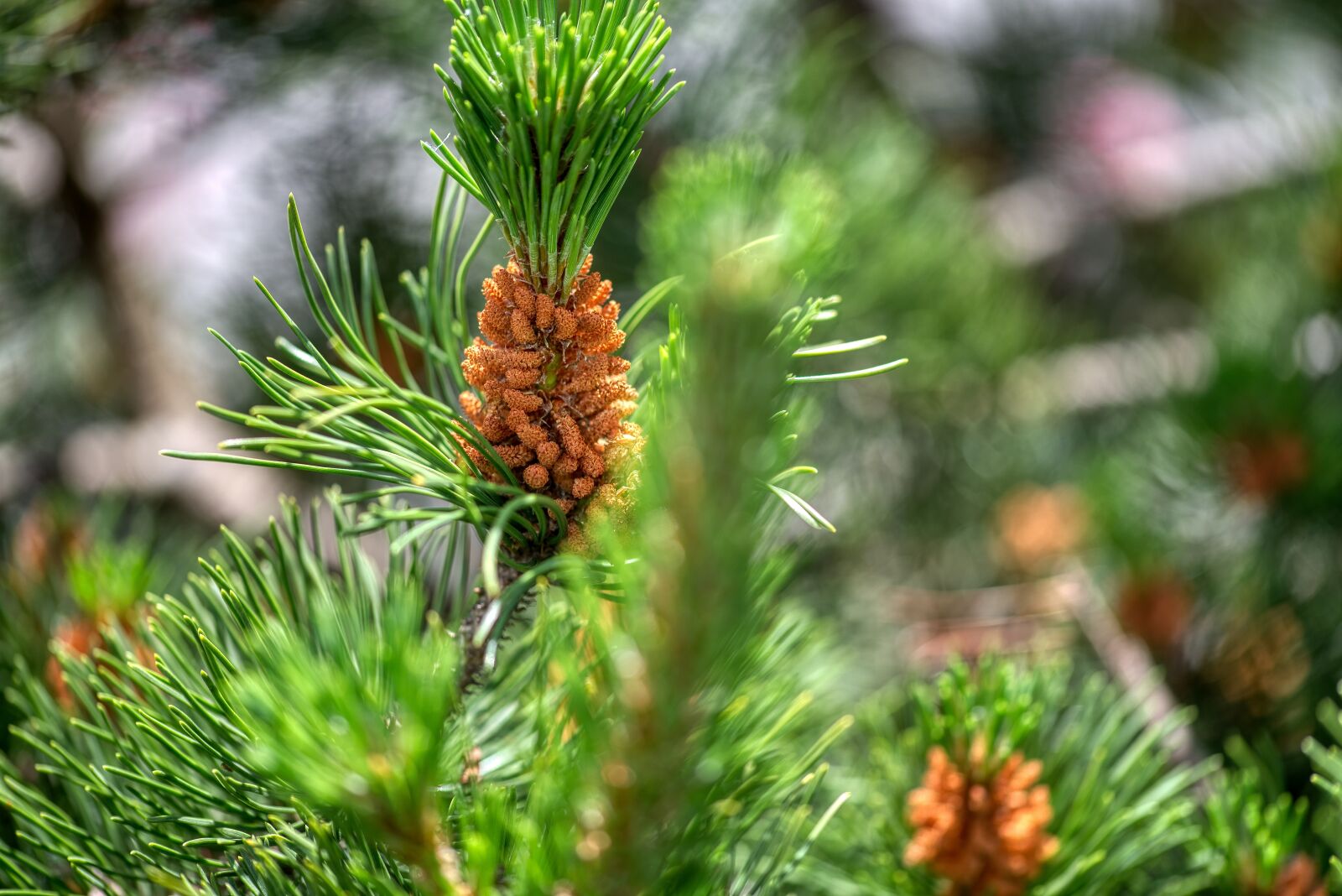 Nikon D750 sample photo. Pine, pinus, blossom photography