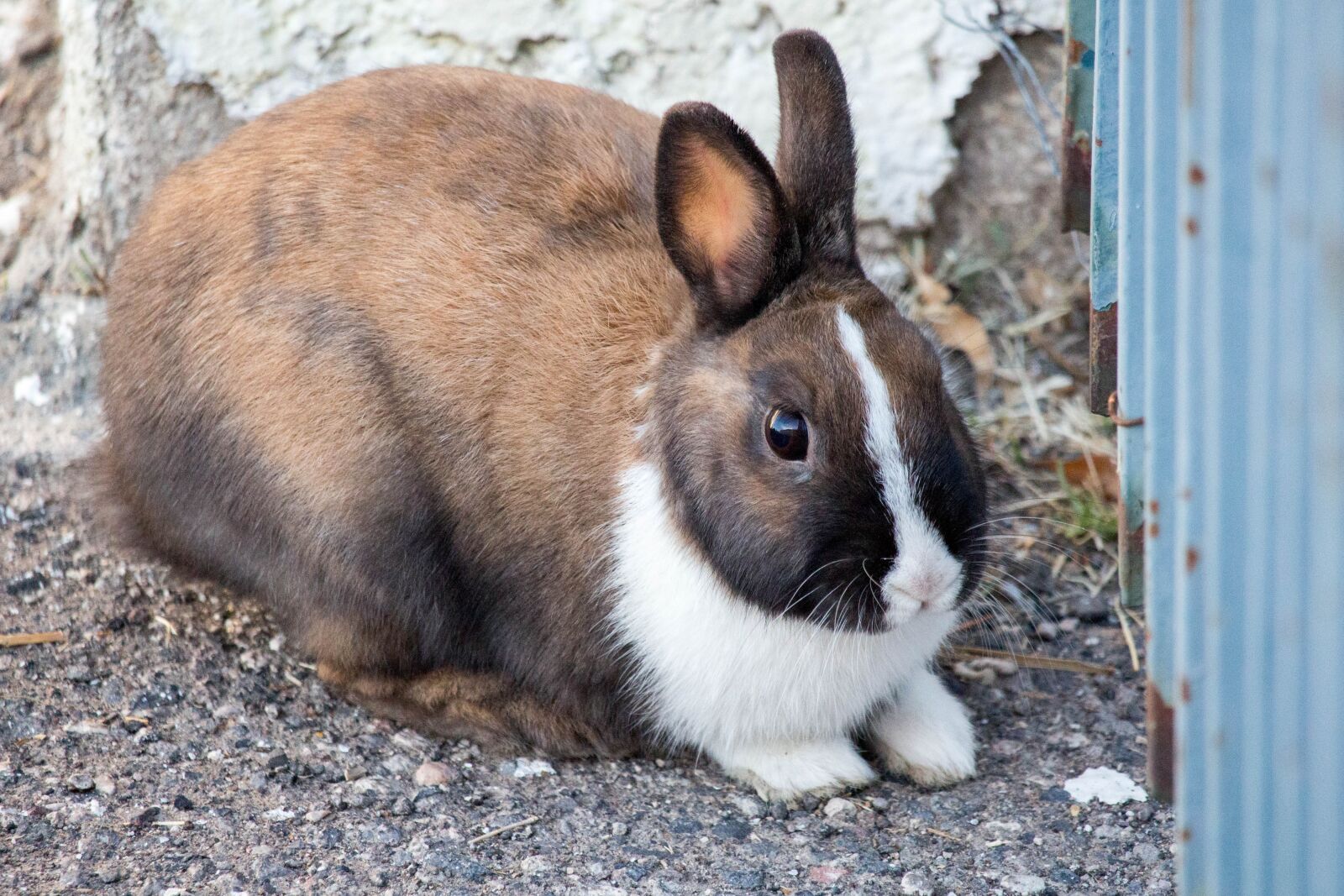 Canon EOS 700D (EOS Rebel T5i / EOS Kiss X7i) sample photo. Easter, mammal, animal photography