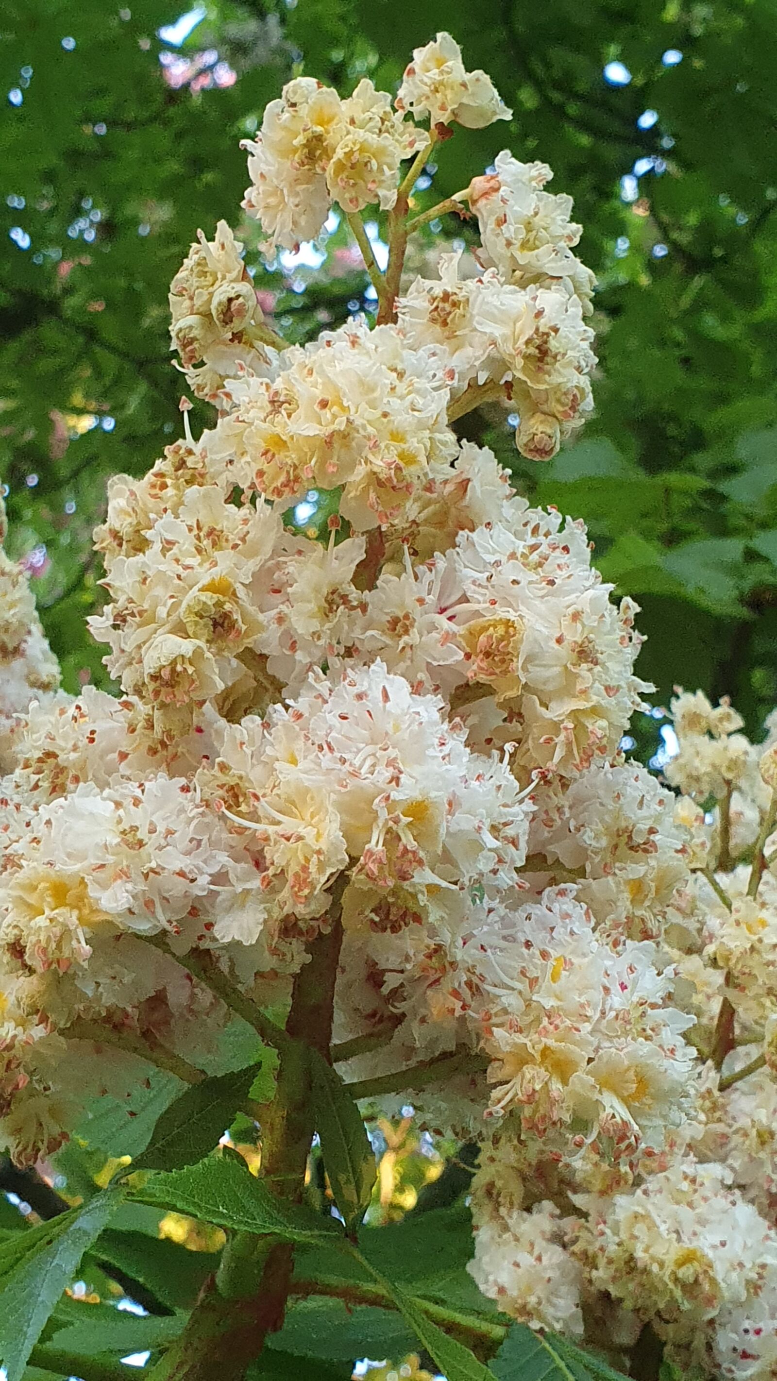 Samsung Galaxy S10+ sample photo. Chestnut, blossom, bloom photography