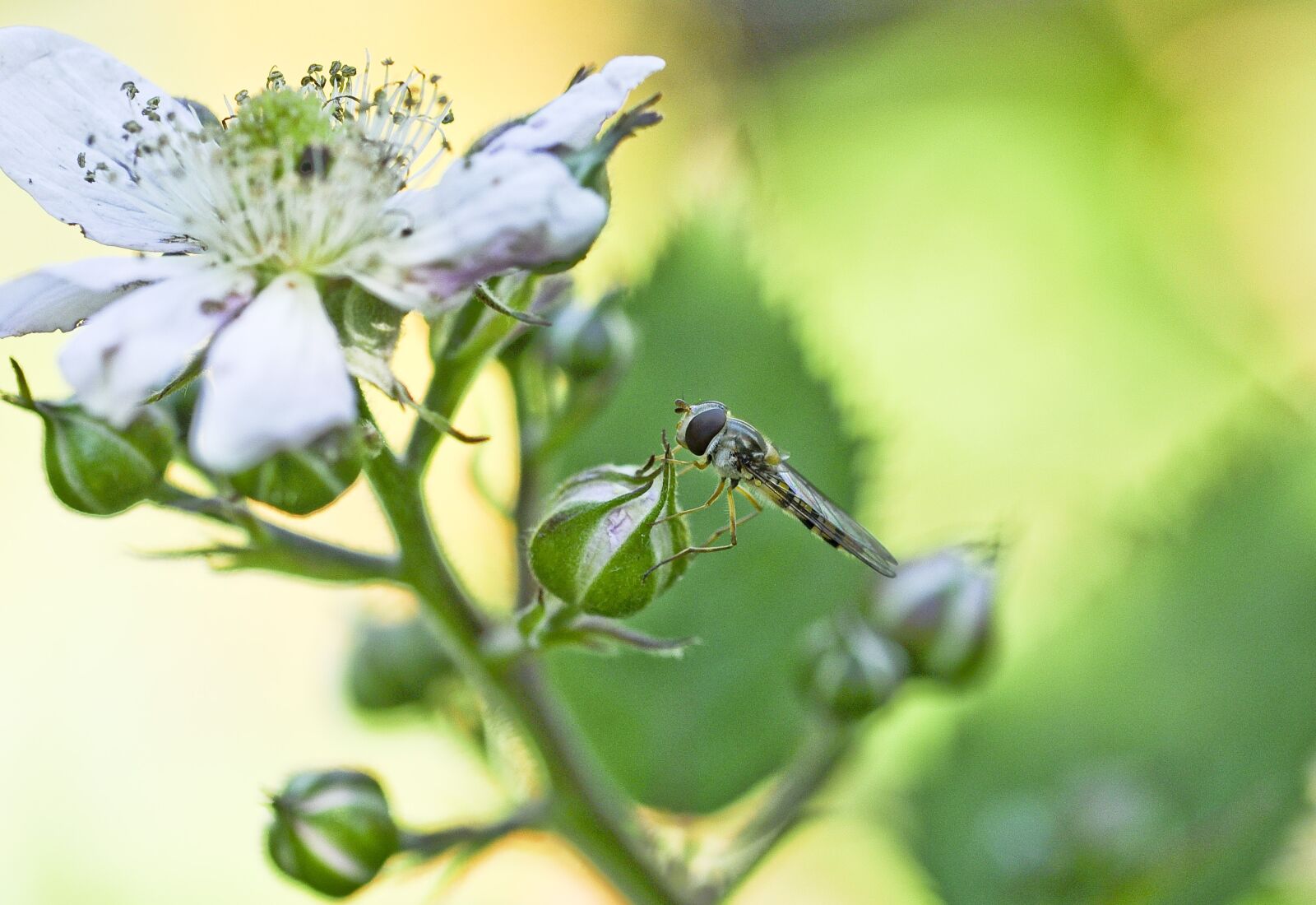 Nikon D90 sample photo. Garden, plant, close up photography