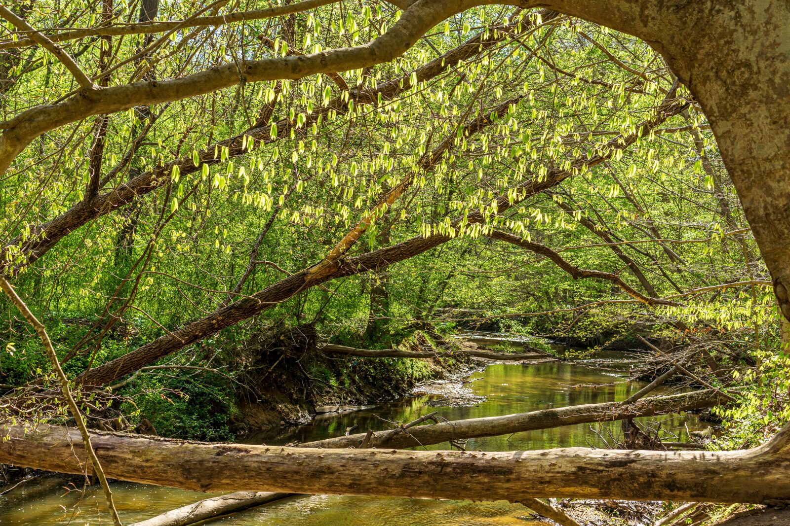 Sony a6000 + Sony E 35mm F1.8 OSS sample photo. Spring morning, forest landscape photography