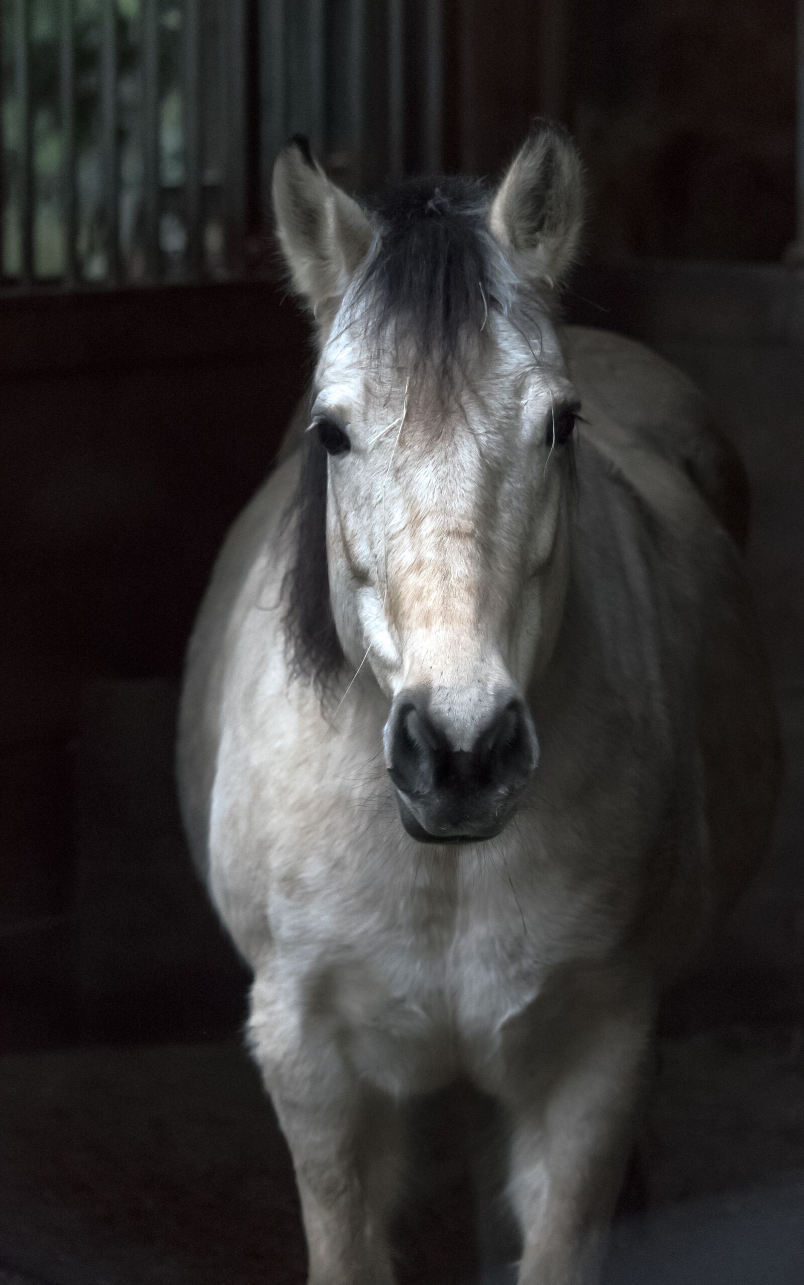Nikon D3300 sample photo. White, horse, barn photography