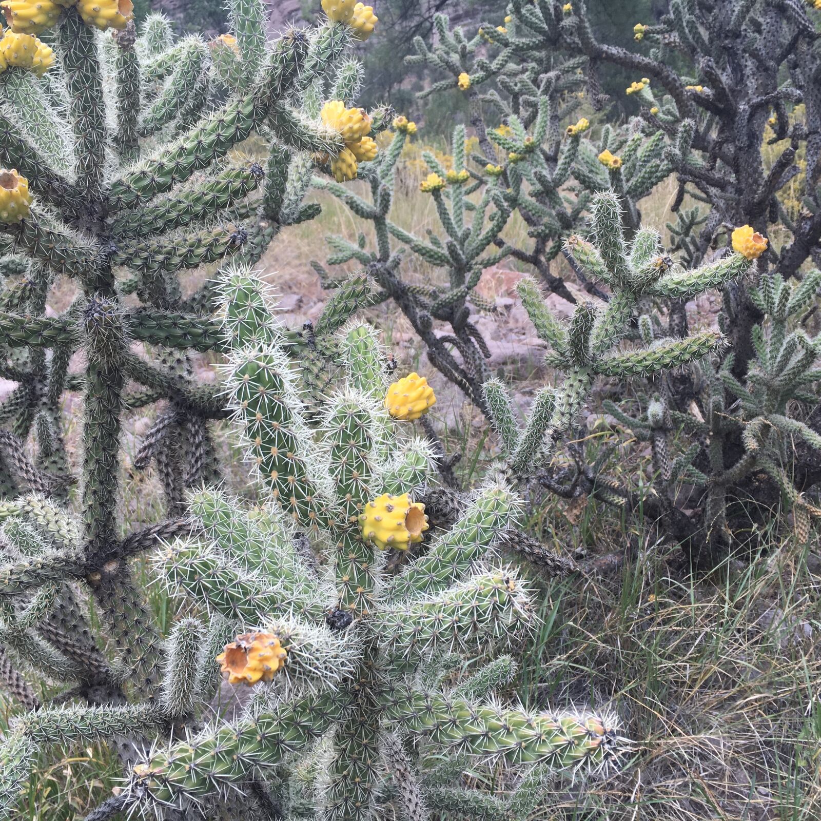 Apple iPhone 6s sample photo. Cholla, cactus, new mexico photography