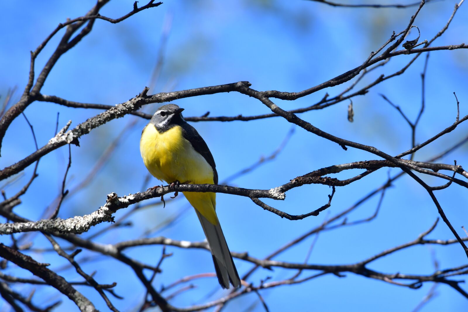 Nikon D500 sample photo. Natural, bird, outdoors photography