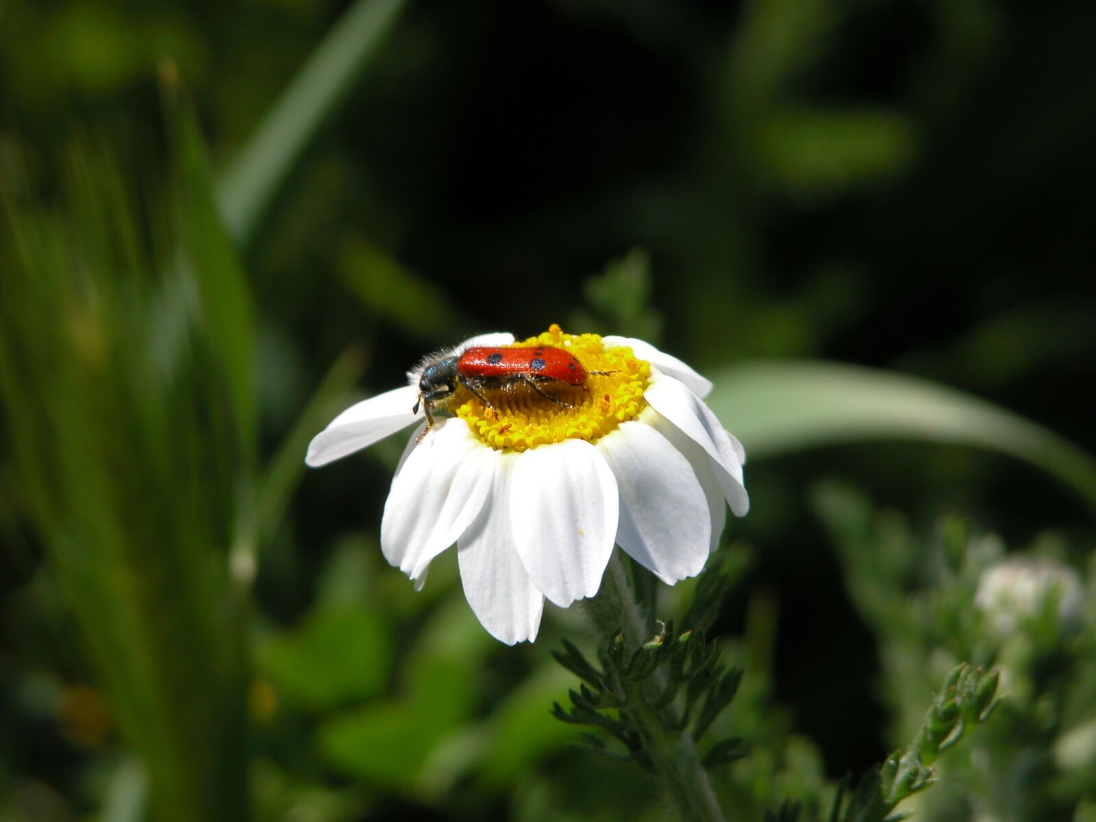 Nikon E5700 sample photo. Daisy, insect, nature photography