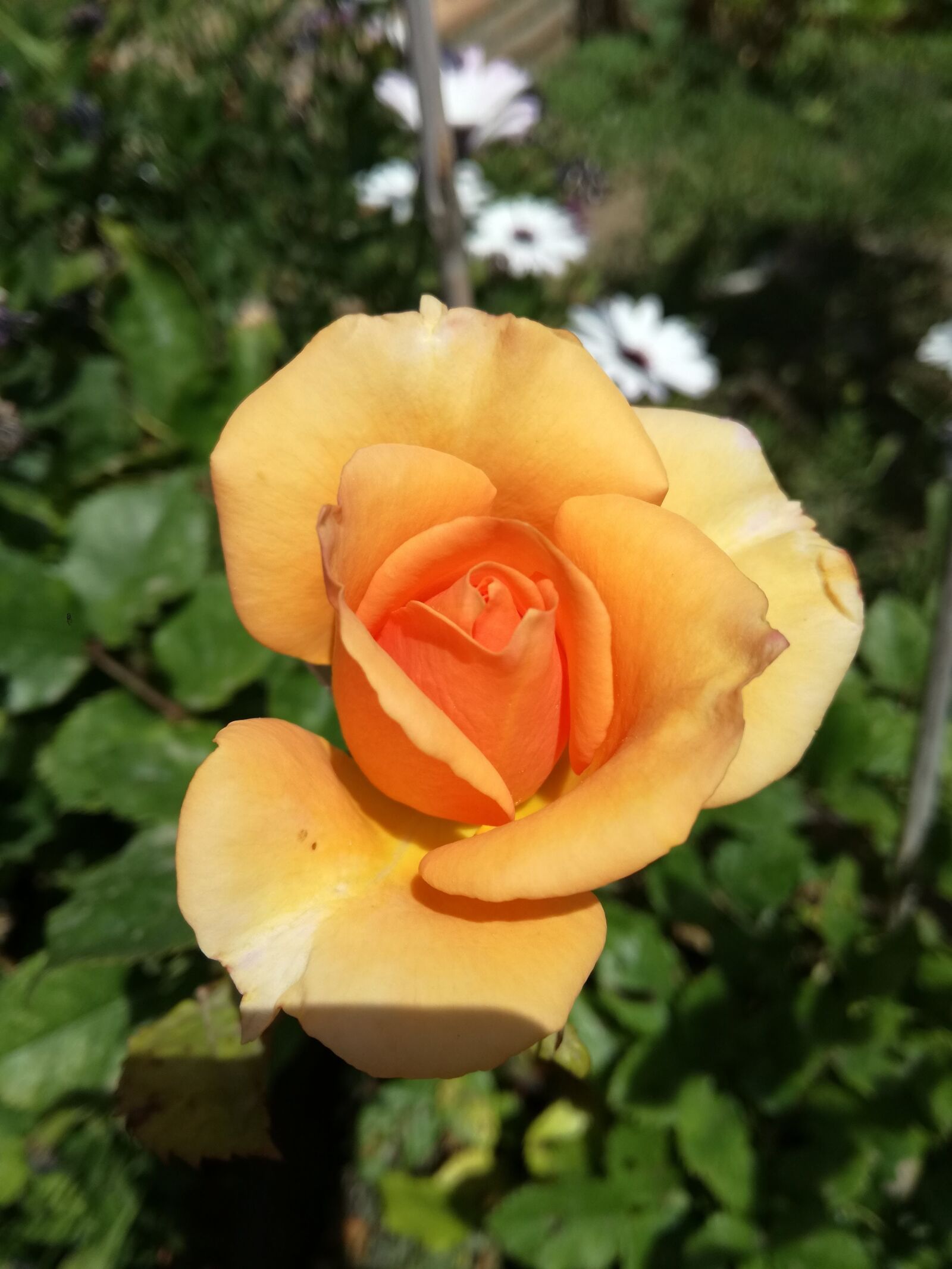 HUAWEI P9 LITE sample photo. Flowers, roses, garden photography