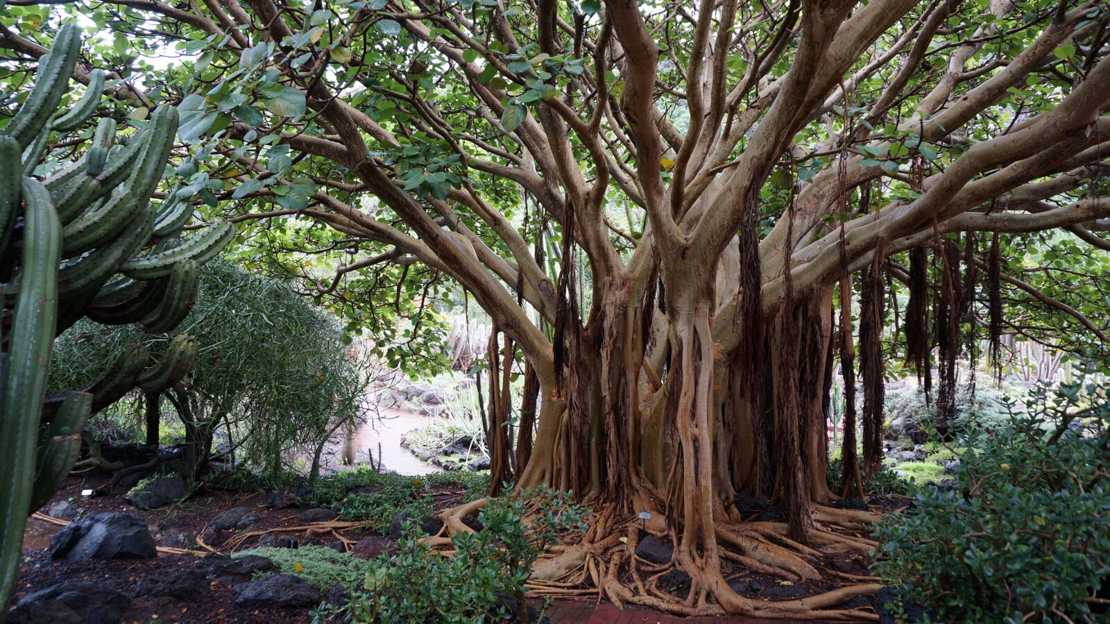 Sony Alpha NEX-5T sample photo. Canary islands, botanical garden photography