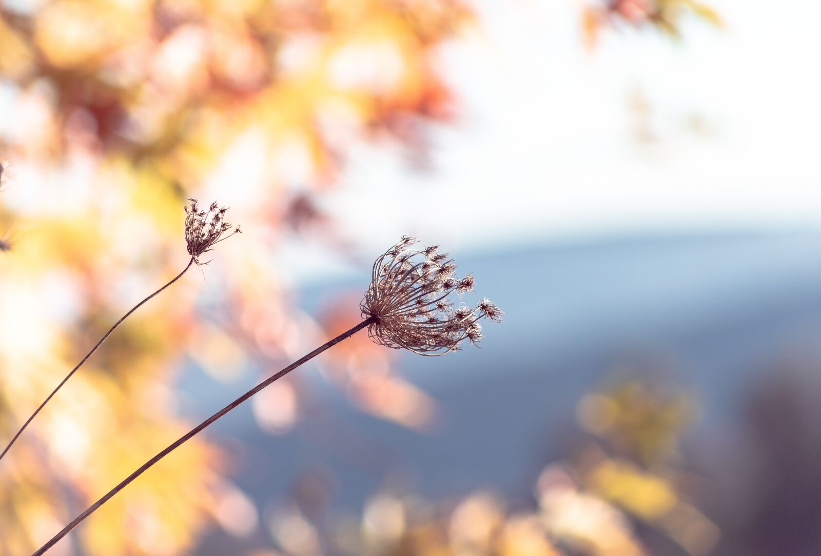 Canon EF75-300mm f/4-5.6 sample photo. Bright, background, nature photography