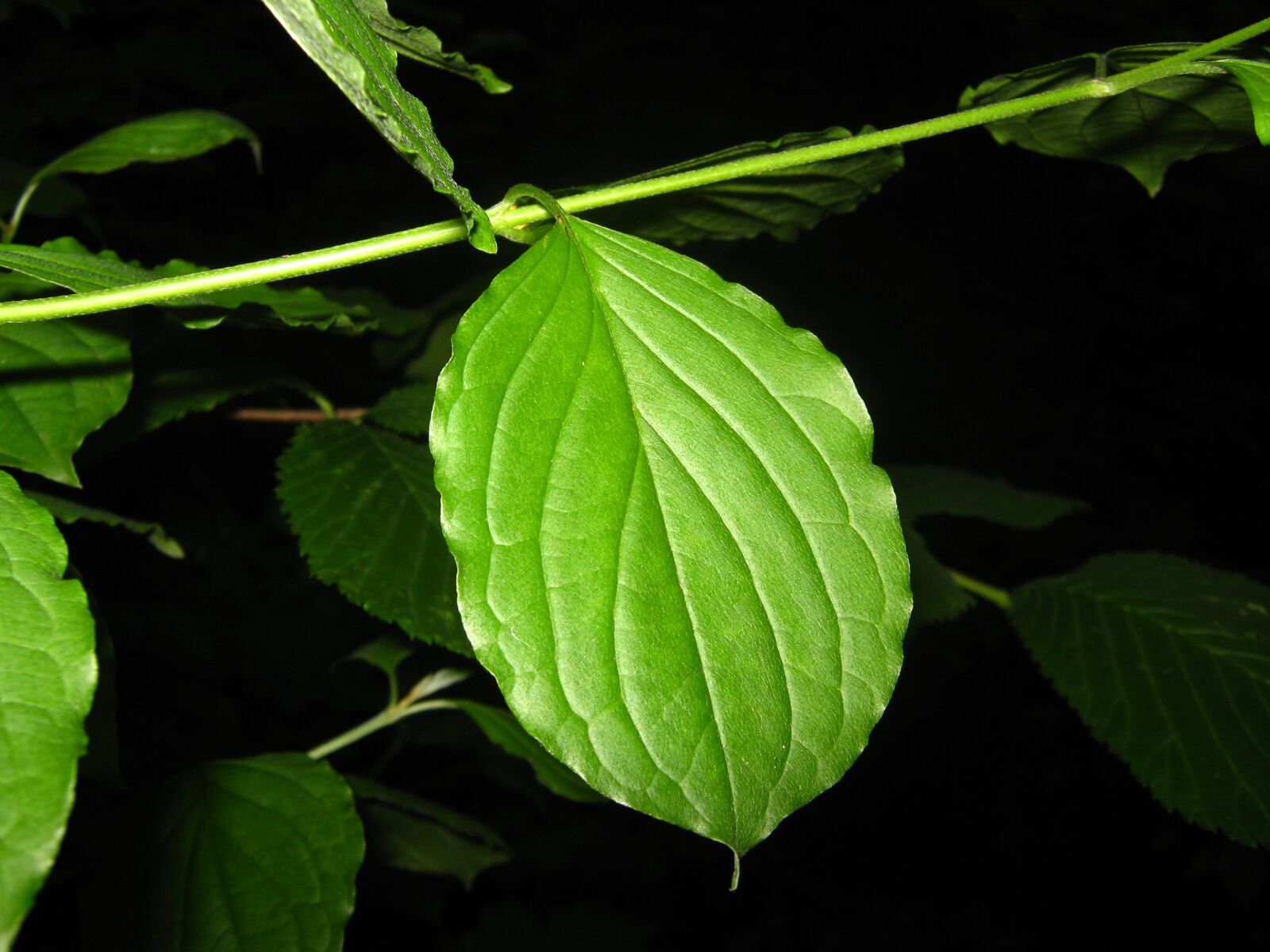 Canon PowerShot A470 sample photo. Leaf, dark, nature photography