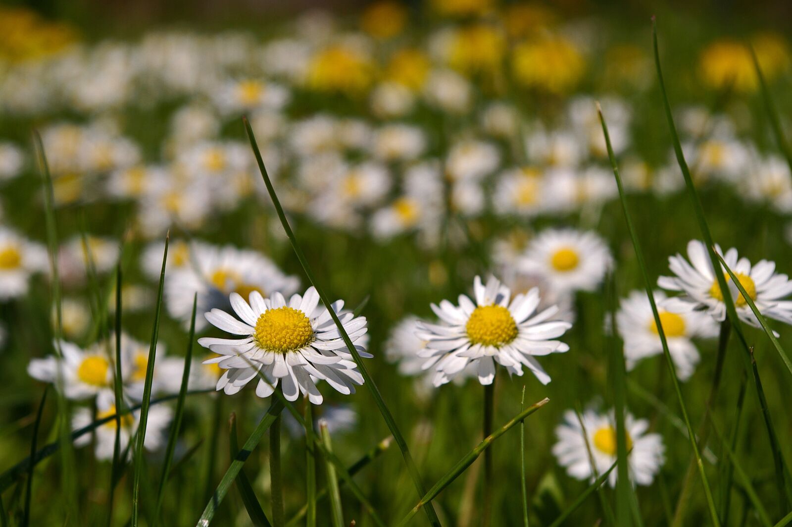 Pentax *ist DL2 sample photo. Spring meadow, meadow, spring photography