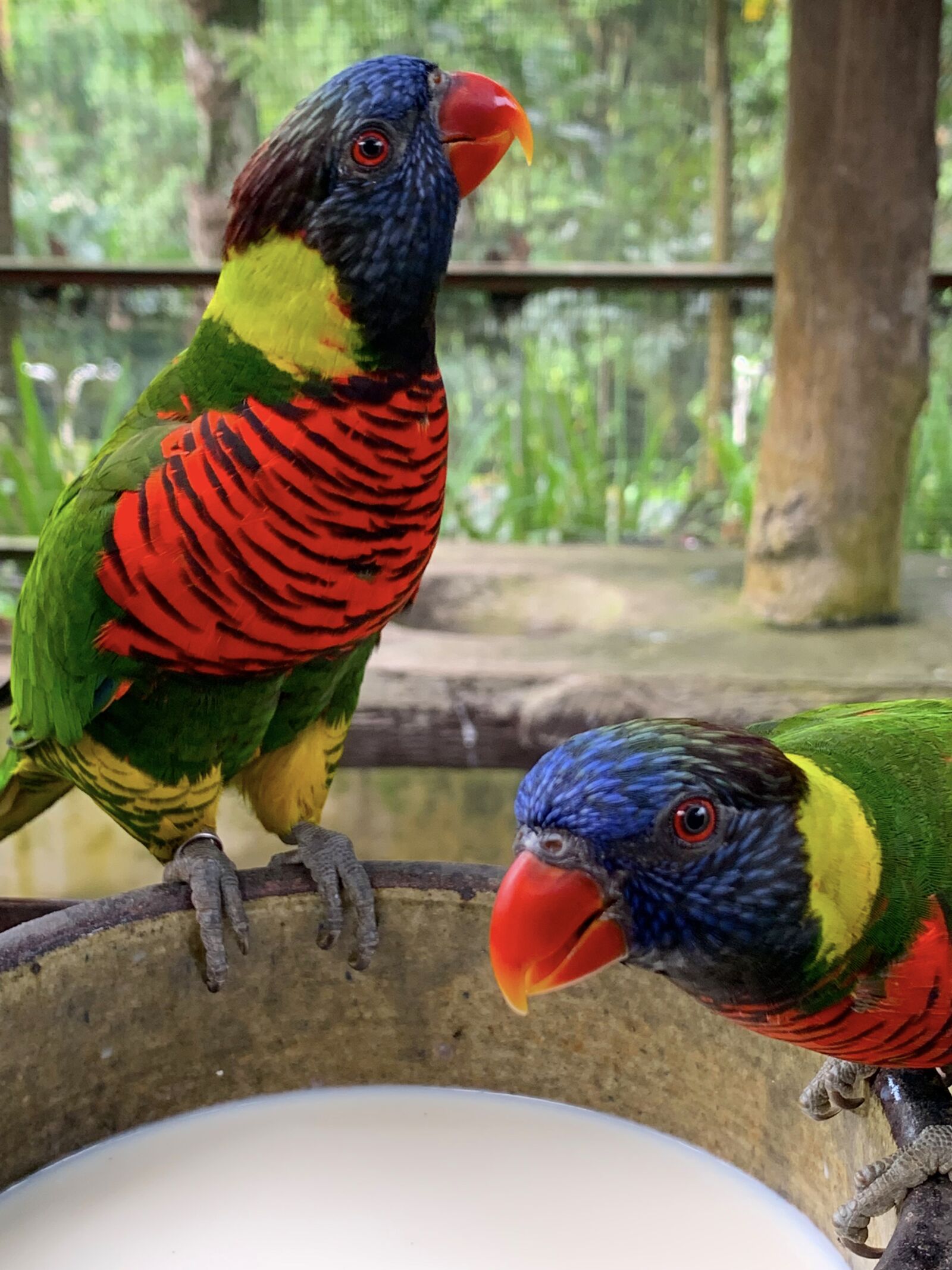 Apple iPhone XS sample photo. Rainbow lorikeet, bird, colourful photography