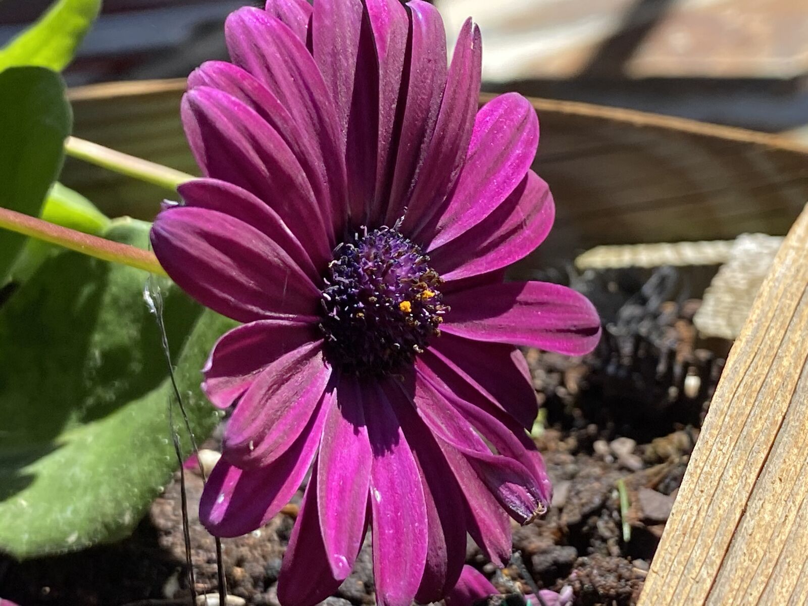 Apple iPhone 11 sample photo. Flower, garden, purple photography