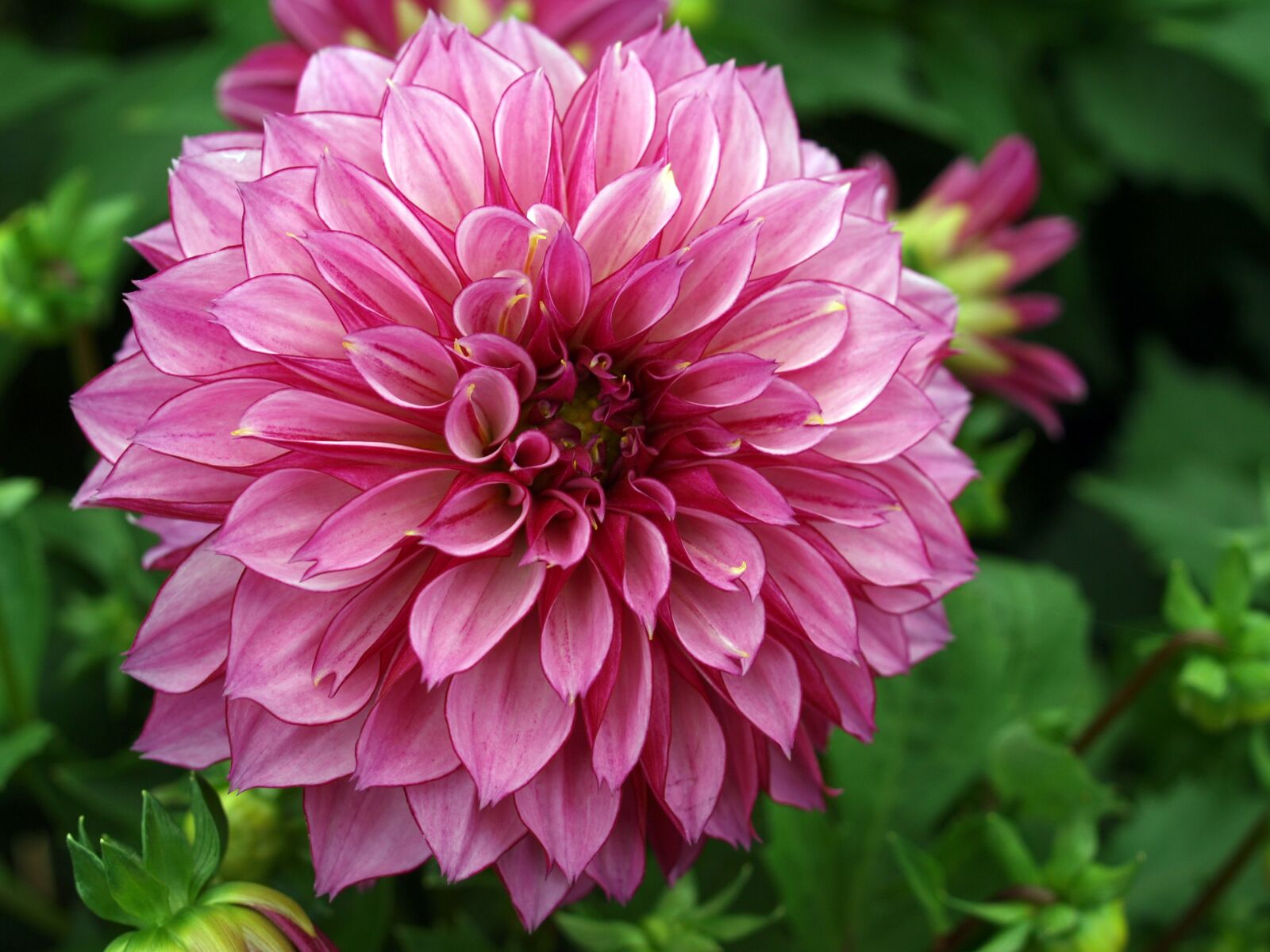 Olympus E-520 (EVOLT E-520) sample photo. Flower, nature, flora photography