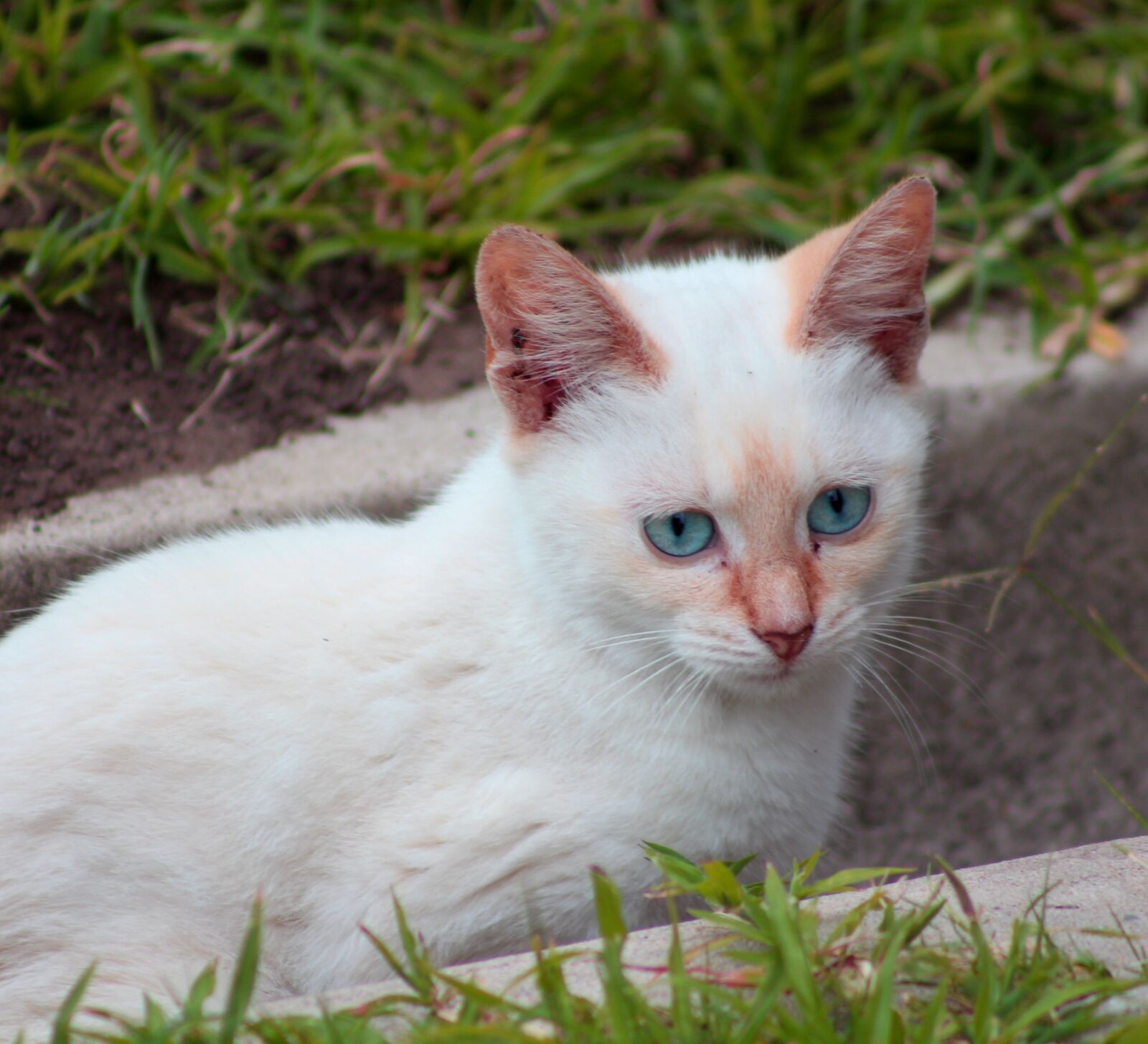 Canon EOS 650D (EOS Rebel T4i / EOS Kiss X6i) sample photo. Cat, white, pet photography