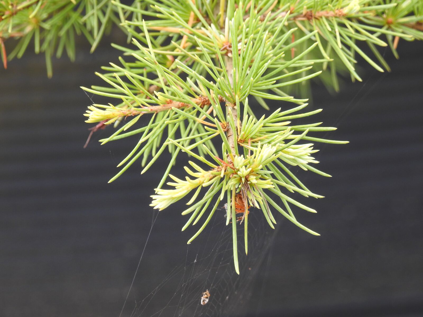 Nikon Coolpix P900 sample photo. Conifer, plant, branch photography
