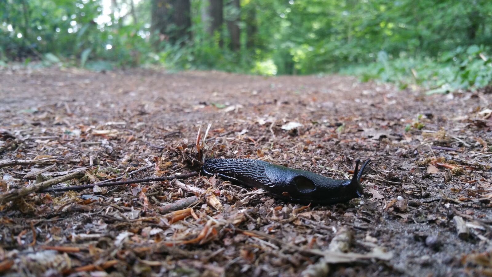 Samsung Galaxy Note4 sample photo. Snail, slug, forest path photography