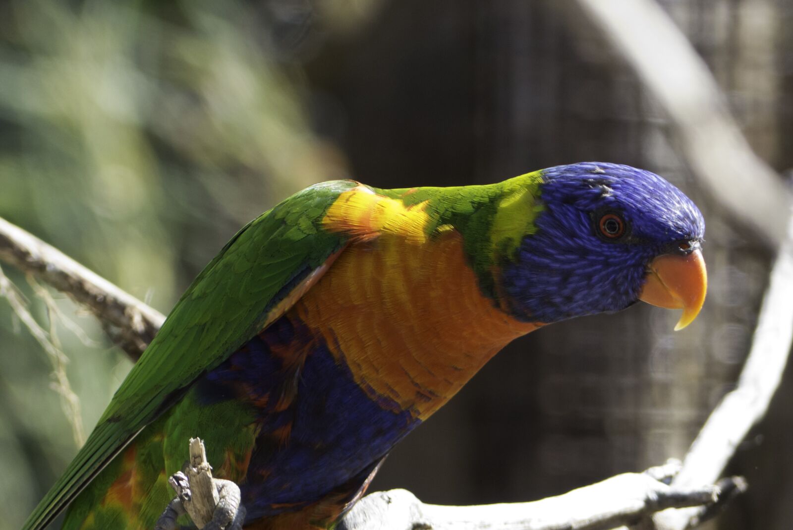 Panasonic Lumix DMC-FZ200 sample photo. Birds, colored feathers, nature photography