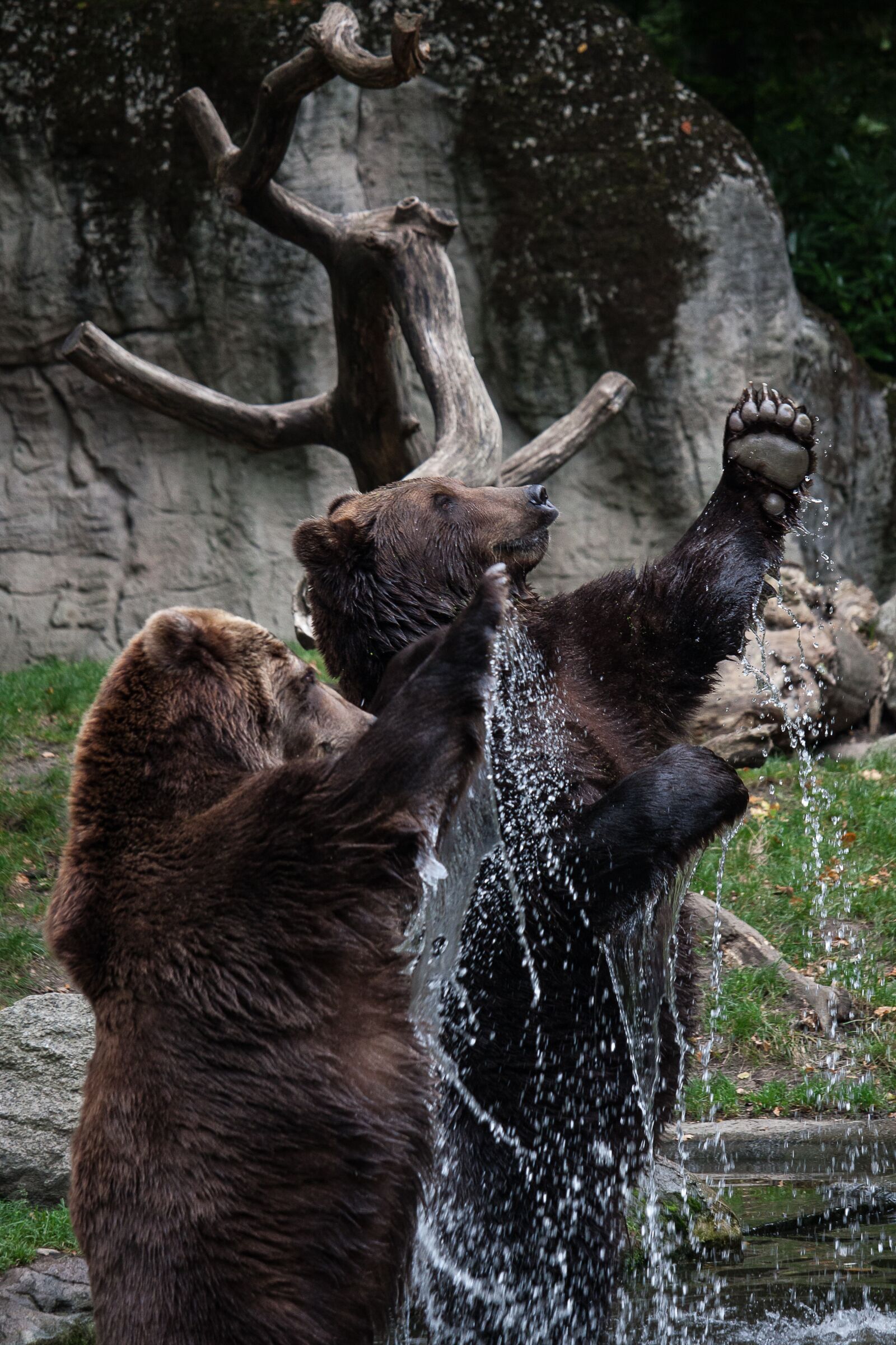Canon EOS 50D sample photo. Bear, animal, water photography