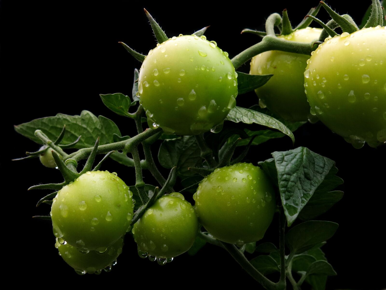 Canon PowerShot G15 sample photo. Tomato, green, immature photography