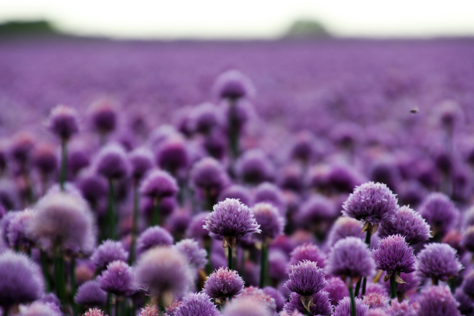 Canon EOS 7D Mark II sample photo. Bloom, blossom, countryside, field photography